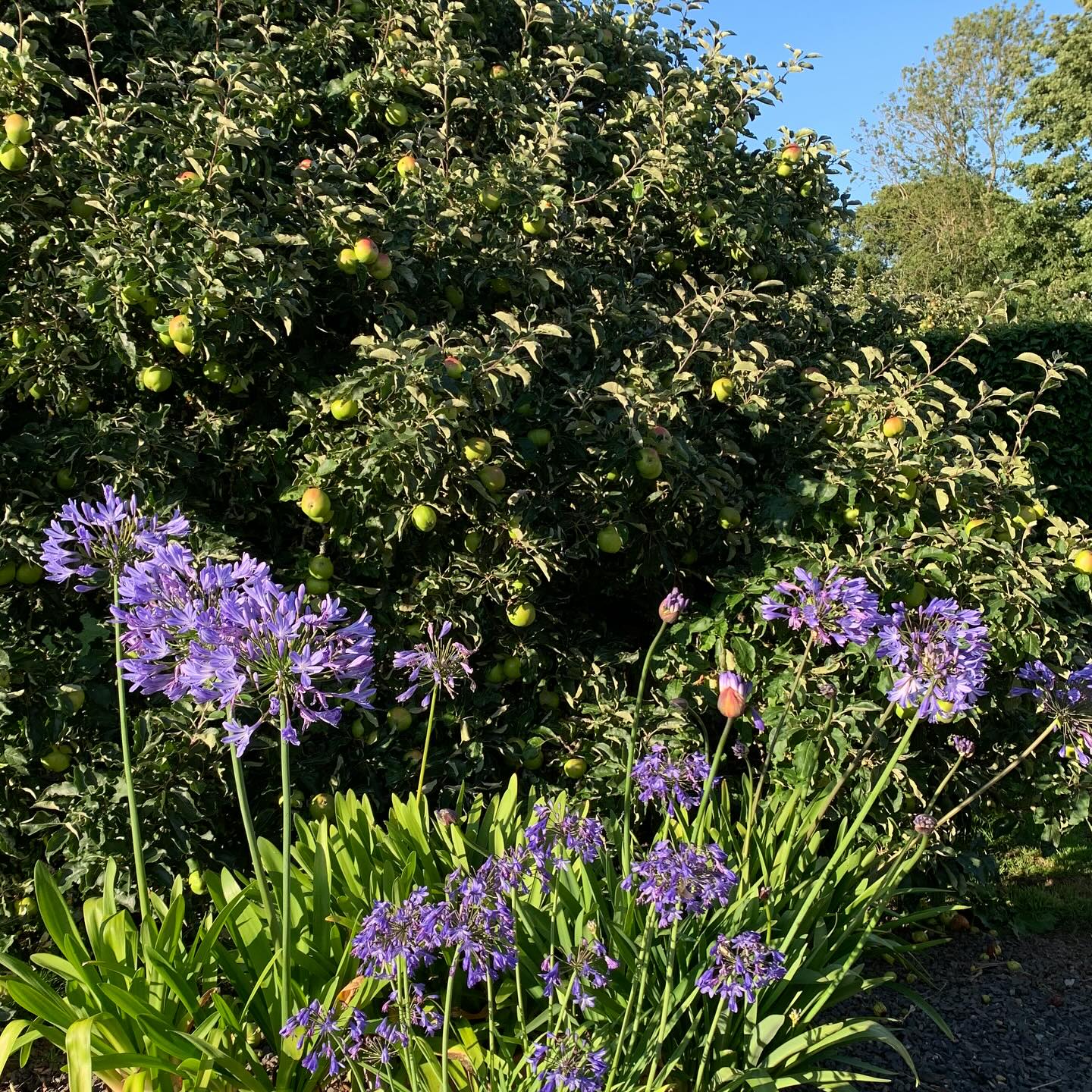 Agapanthus and apples of an August evening. Thanks to a lovely spring and summer here, the agapanthus have flowered wonderfully, reaching their pinnacle during the course of this month. The apples, meanwhile, are starting to colour, 2-3 weeks earlier than usual.
If you’re interested in finding out more about our garden in South-east Scotland, you might like to read our regular blog. You can find the link in our profile bio or visit www.thescottishcountrygarden.com. Check out our latest post ‘Meadow Magic’.
#gardenblog #garden #thescottishcountrygarden #scottishcountrygarden #gardenbloguk #scottishgardenblog #headgardenersblog #countrygardenblog
#gardenblogger #summergarden#scottishgarden #scottishgardener #gardenjournal #scottishgardenjournal #gardendiary #gardenersdiary #oldgarden #walledgarden #oldfashionedgarden #walledgardenblog #gardeninscotland #thegardeninaugust #augustgarden
#gardenwriter #ukgarden #gardensofScotland #gardensofgreatbritain