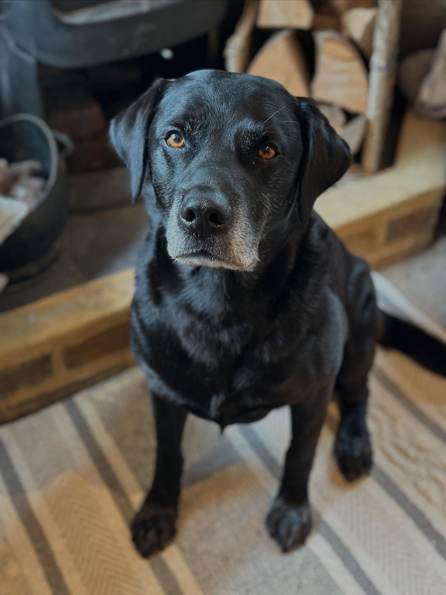 This distinguished gentleman has regular sessions to maintain his comfort levels and mobility. He has been doing really well lately and has been able to perform his active routine without concerns!
He is always a lovely settled boy in his sessions (especially with food involved) and always greets me with one of his teddies 🥰 🐻