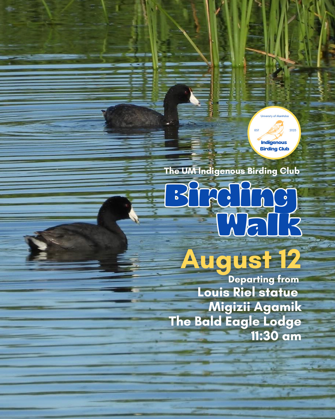 Last week’s walk reminded us how quiet this time of year can be. Birds were resting, parenting, or quietly preparing for the season ahead. We saw ducks in their eclipse feathers and Canada Geese flying low over campus, subtle signs that summer is beginning to shift. There’s something grounding in that stillness, in simply showing up, paying attention, and walking together as we ease into fall.
Join us on August 12 for a relaxed, 1.5-hour birding walk that begins at Migizii Agamik – The Bald Eagle Lodge. We’ll gather at 11:20 am by the Louis Riel statue, with the walk starting promptly at 11:30 am. The walk will take us to King’s Park, or another nearby location, at a leisurely pace, allowing us to enjoy the sights along a mix of pavement, grass, dirt, and gravel paths. The terrain is mostly flat, with just a few gentle slopes.
These walks are open to BIPOC (Black, Indigenous, and People of Colour) folks and allies who share our belief that birding is for everyone, regardless of experience. Whether you’re new to birding or a seasoned enthusiast, we welcome you to join. Just dress for the weather and be sure to bring sunscreen and water. If you don’t have your own binoculars, we have some available to borrow.
Our walks are an opportunity to connect with nature, build community, and learn from one another in a relaxed and supportive environment. Feel free to participate at your own pace. There’s no need to stay with the group the entire time, and you’re welcome to come and go as you please.
Accessibility Information:
The walk covers a variety of paths, including pavement, grass, dirt, and gravel, with mostly flat terrain and a few gentle slopes.
Washrooms are available approximately halfway along the walk.
If you need assistance or have specific accessibility requirements, please let us know in advance so we can do our best to accommodate you.
Parking:
Please note there is NO free parking on campus M–F from 8:30 AM to 4:30 PM. Parking is available for a fee in the Parkade and at metered spaces.
We look forward to seeing you there!
Photo: @justinleerasmussen
@umindigenous @umanitoba @umstudent @umisacouncil @um_metis @musaumanitoba
