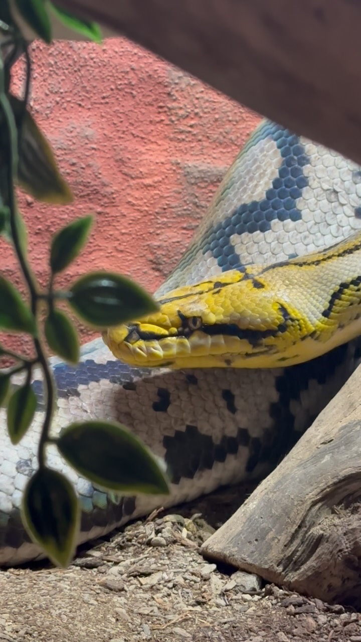 Beautiful Ocelot Reticulated Python!! She’s getting big!