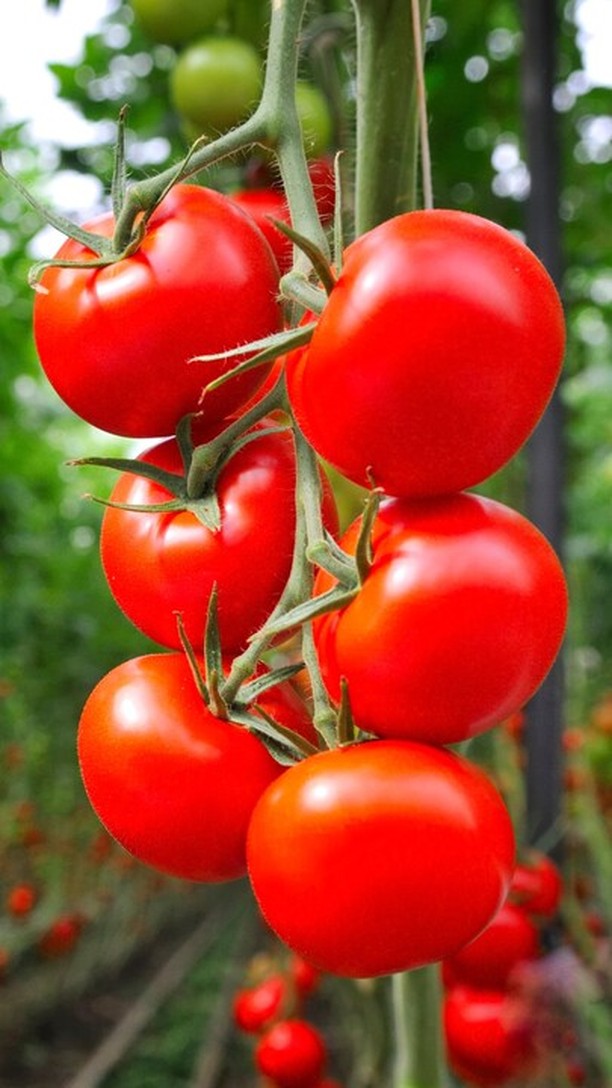 Viroless e Verde: la tua growing solution per le infezioni batteriche e virali.
intact - experience the difference for a new agriculture 🧡
#intactsolutions #growingsolutions #zeroresidue