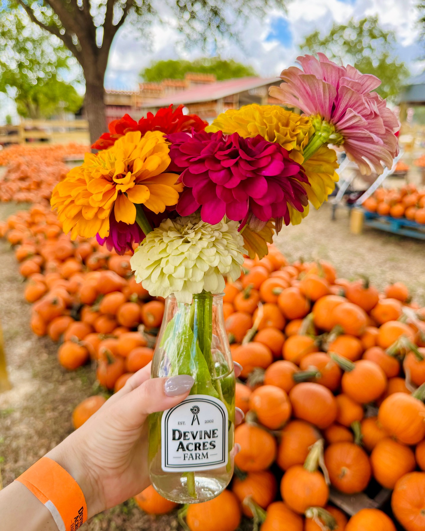 🎉 Get excited, y’all! San Antonio's must-do this fall is just a little over ONE MONTH away!
Coming to Devine Acres Farm.. over-the-top pumpkin patch, flower fields, delicious food, goat races, live music, huge fishing pond, hayrides, apple cider donuts, beer/wine/frozen cocktails & endless family fun!
📅 Fall CountryFest & Pumpkin Patch
Sept 27 – Nov 2 | Weekends + Columbus Day
🎟 Ticket Flash Sale
🚨 LIVE Aug 25 @ 8am
⚡ Limited time & quantity!
💌 Sign up for reminders: devineacresfarm.com/newsletter
✨ And don’t miss Christmas CountryFest! Santa, Texas “snow,” live music, choose & cut trees, endless activities & more!
#DevineAcresFarm #FallCountryFest #PumpkinPatchSATX