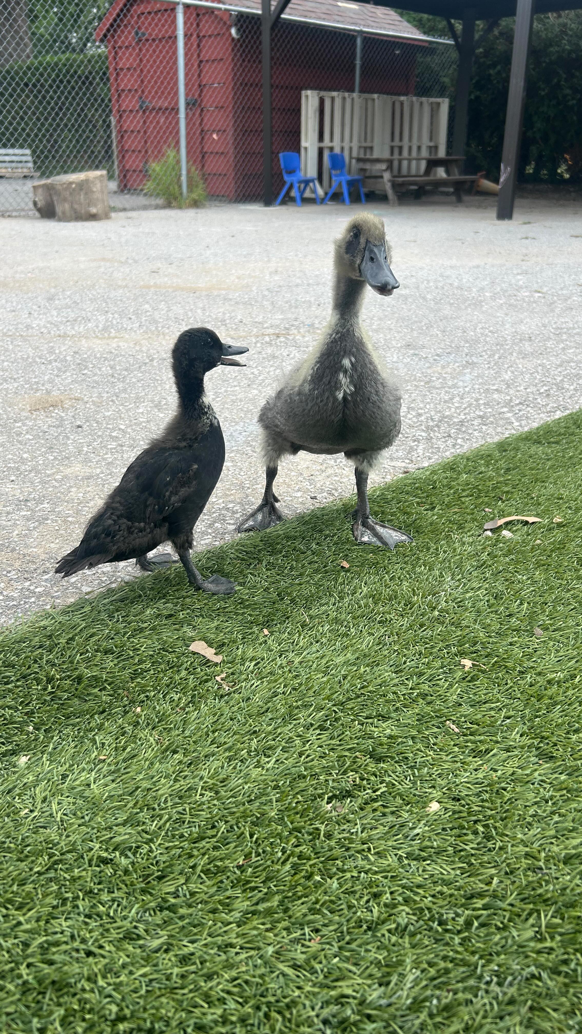 Cygnets Duck Update! Sunny and Blackjack are growing and loving being outside in the sun, on the grass and of course, in the water! #stratfordcygnetsducks #sunny #blackjack #stratfordontario