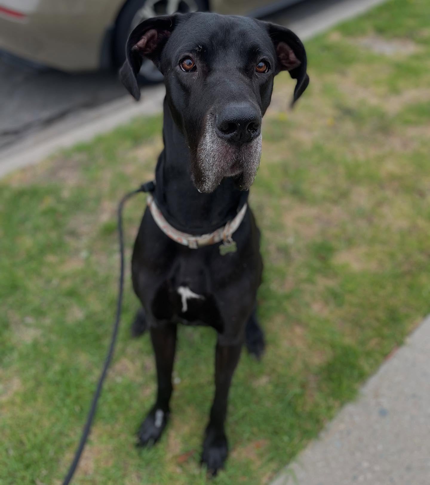 Big dog? Big energy? No problem. 🐾💪
This gentle giant may not always be easy to handle, but with our professional drop-in visits, every walk is a step toward better manners and a calmer pup. With light leash training built into each walk, we make sure your dog comes home a little more manageable—and a lot more content. 💼🐶
All sizes, all temperaments, always welcome. 💜
#DogWalkingService #GreatDaneLove #LBC #MauiHi #Hawaii #LeashTraining #LongBeachDogs #PetCareProfessionals #Maui #GentleGiants #DogBehaviorSupport #MauiDogWalking #PetCareWithPurpose #LongBeachPetCare #ReliableDogWalker #DogWalkingPros #DogsOfInstagram #LargeBreedLife #TrainingOnTheGo #CalmerDogHappyOwner
