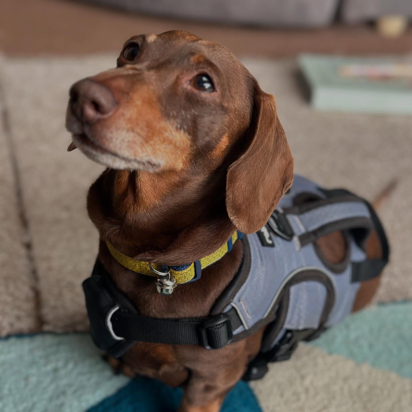 This handsome sausage is Ringo ✨
Ringo had his check-up this week and has been doing so well with his management of IVDD (Intervertebral disc disease) a condition which unfortunately affects 1 in 4 Dachshunds.
With a bespoke plan catered for Ringo, and the great support of his owners, Ringo has come leaps and bounds, managing to enjoy his outings again! 🐾