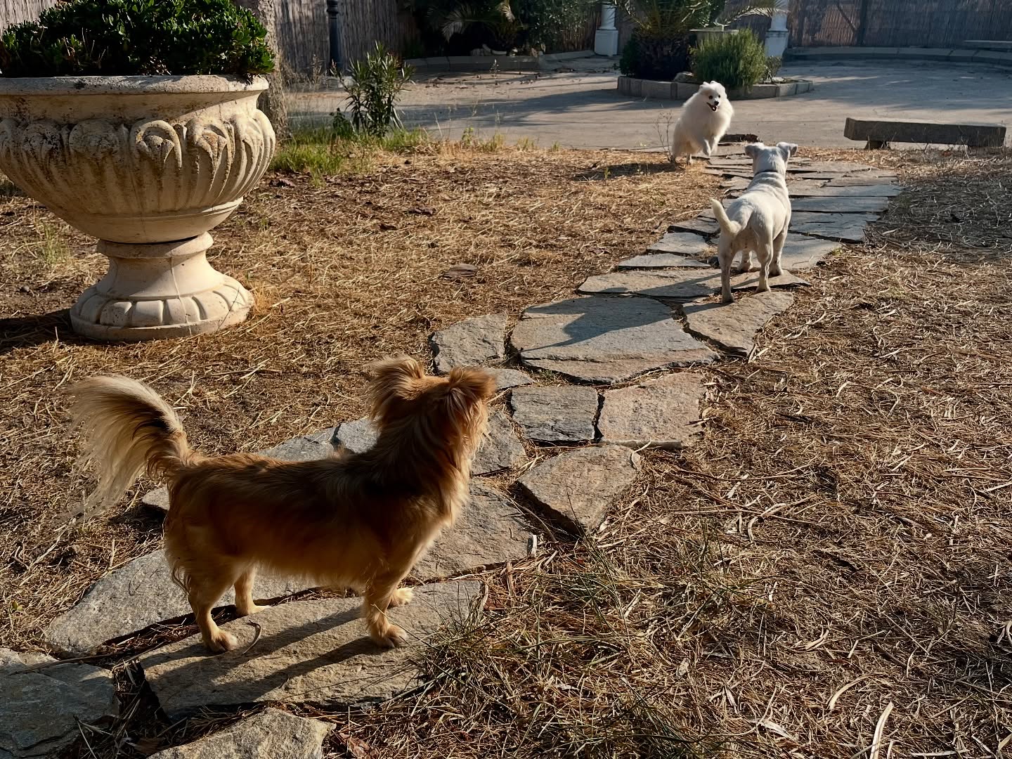 #cuidadoresdeperros #madrid #mascotas #españa #igersmadrid #perros #dogs #dogsofinstagram #perrospequeños #dogslife #dogfriend #fotosdeperros #comoencasa #vacaciones #doglover #pomeranian #chihuahua #caniche #bichón #bichonmaltes #shitzu #shitzulovers #pomerania #pomeraniaespaña #verano #verano2025 #summer