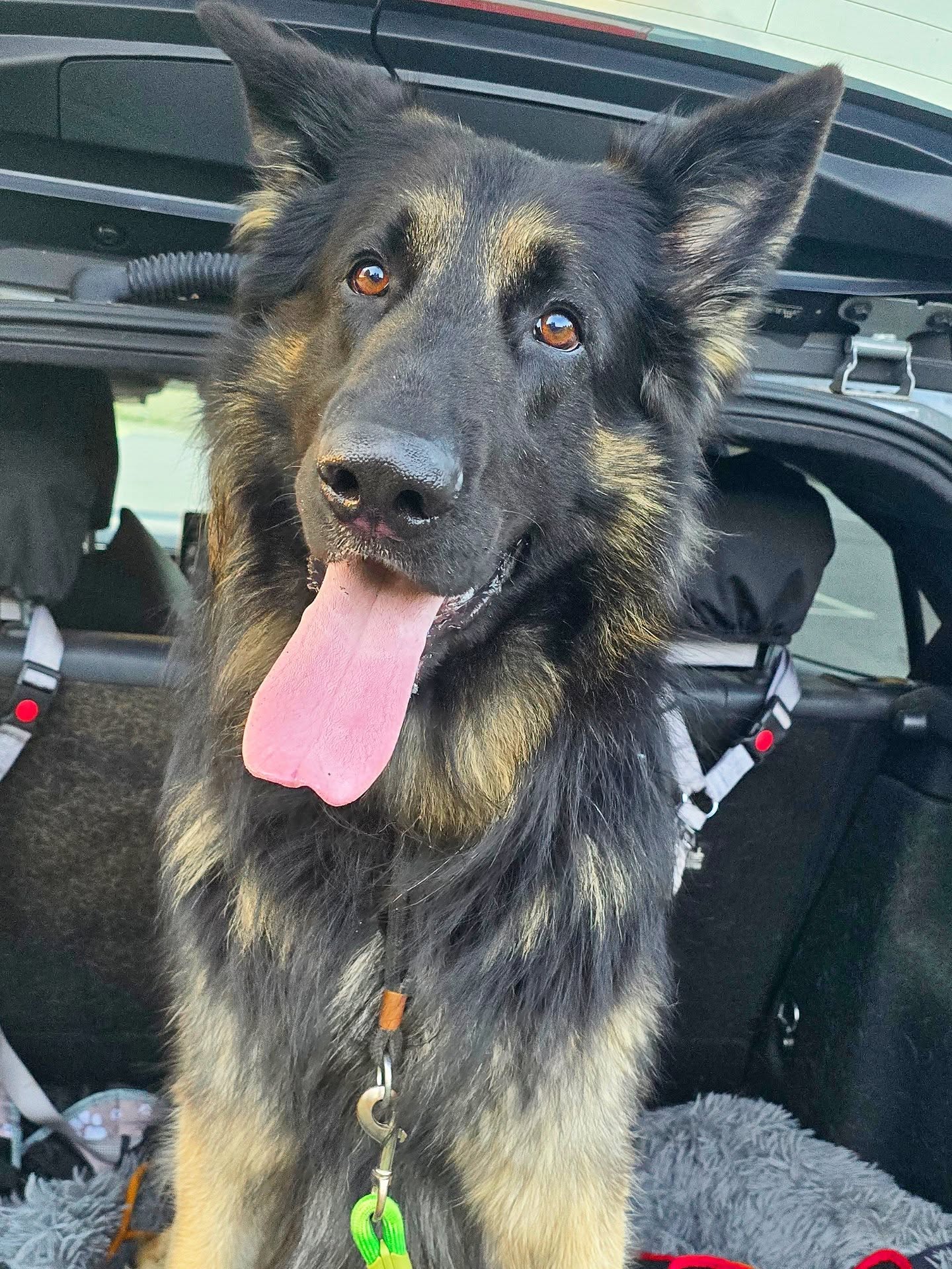 Long weekend pet sitting for @kingelvisgsd 🤍🖤
#gsdofinstagram #gsd #gsdlove #germanshepherd #picoftheday #photooftheday #dogoftheday #dogsofinstagram #doggo #wigglewaggles #dogwalker #doglover #dogwalk #dogsitter #dogtrainer #dogtraining #cute #puppy