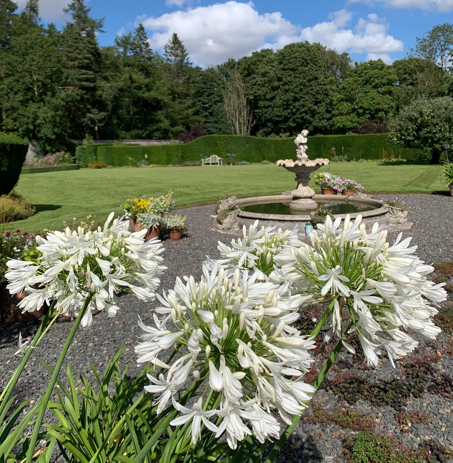 White agapanthus. Happily these beauties survived the ravages of Floris yesterday, although we did move them out of the direct line of fire. From a quick inspection last night, the garden appears to have coped remarkably well with this unwelcome event. We know that some of you will not have been so fortunate. If you have incurred damage, sincere condolencies.
If you’re interested in finding out more about our garden in South-east Scotland, you might like to read our regular blog. You can find the link in our profile bio or visit www.thescottishcountrygarden.com. Check out our latest post ‘Meadow Magic’.
#gardenblog #garden #thescottishcountrygarden #scottishcountrygarden #gardenbloguk #scottishgardenblog #headgardenersblog #countrygardenblog
#gardenblogger #summergarden#scottishgarden #scottishgardener #gardenjournal #scottishgardenjournal #gardendiary #gardenersdiary #oldgarden #walledgarden #oldfashionedgarden #walledgardenblog #gardeninscotland #thegardeninaugust #augustgarden
#gardenwriter #ukgarden #gardensofScotland #gardensofgreatbritain