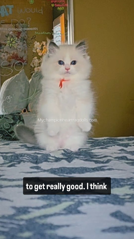 🚫No longer Available 🚫
We decided to name this litter after the Netflix show Sandman! Kitten in picture is so playful and goofy at times. Video to be posted, follow to keep track. His name is Dream. He is a blue bicolor. There are 3 boys (all blue bicolor) and 3 females (all seal bicolor).
Litter was born 06.30.25. Estimated spay/neuter surgery date Sep 20th near or at 16 weeks of age. Ready to go home after healing from surgery.
Currently a waitlist to reserve your spot to pick one of these precious furballs. Families pick in the order they join the list, when kittens about 10weeks old.
Find pre-application questionnaire on my website 🌐 MyChampionHeartRagdolls.com.
Email your completed questionnaire at 📧 MyChampionHeartRagdolls@gmail.com.
We are 📍 located in Southern California.
Kitten's parents:
MyChampionHeart Dumpling & Ch. Diamonddoll Alexander the Great.
#ragdollbreederincalifornia #2025blueragdolls #riversideragdollbreeder #ragdollkittensincalifornia