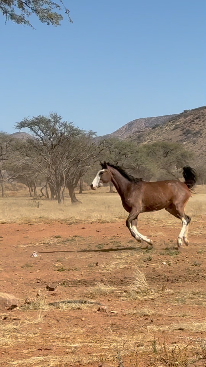 Yesterday some few new horses joined our bigger herd. It’s always exciting to watch how horses comunicate with each other. There was a lots of running and fortunately not much fighting 😊
#freehorses #horseliberty #horseherd #horsepower #horsesnamibia #horsecommunication #horsesatliberty