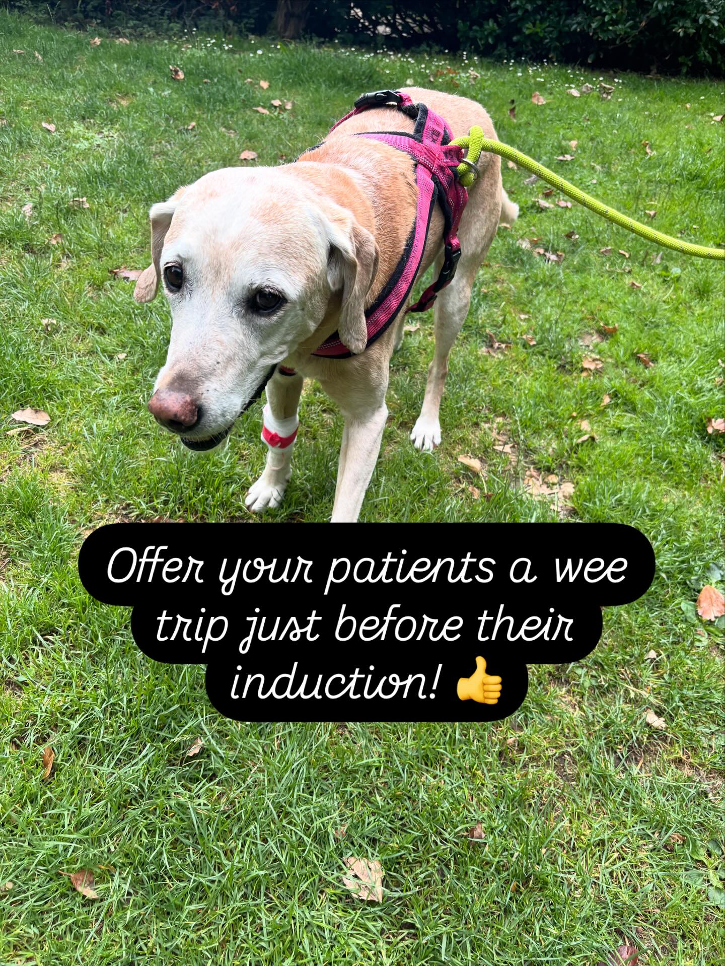 Our beautiful patients can’t tell us when they need a pee!! I imagine like us- if in a different environment- or feeling nervous- they may need to pee more frequently! We offer our patients a toilet trip on their way from their kennel to the dental suite- a nice bit of fresh air, leg stretch and they can relieve themselves and get nice and comfortable prior to their GA ☺️