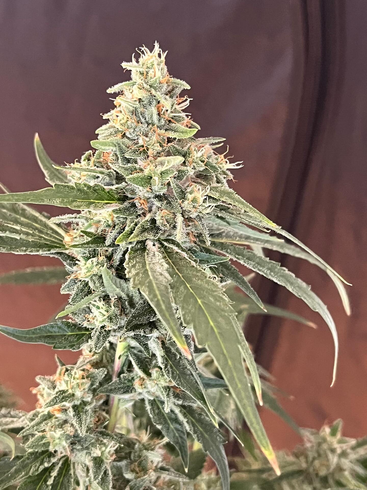 :::::OBSERVANCE::::::
Grown in Germany in the outdoors!
Stocky, sturdy, and Resin Rails for DAYYYS, this Observance had to get chopped after a first sighting of Botrytis.
Very rainy season for this plant but it held up VERY WELL!
Super dense nuggets that didn’t have to be staked up at all!
Observance was our collaboration with Swami Organic Seeds last year. It consisted of their Turkish Gummy x NL/Purple Church and my Stinky Pinky Male!
Masterfully grown by our friends in Germany 🇩🇪
So much Love Growmies!!!