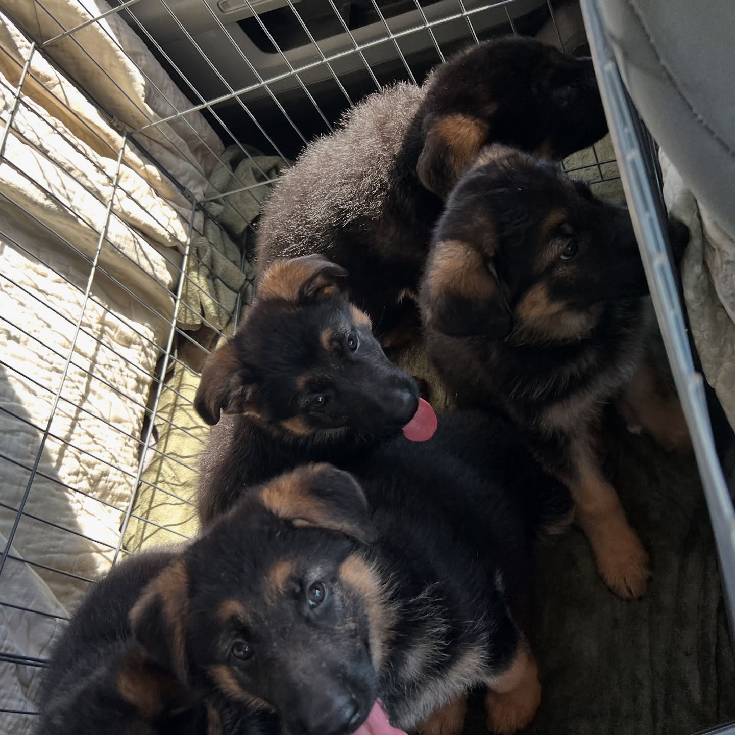 Temperament testing today!!!