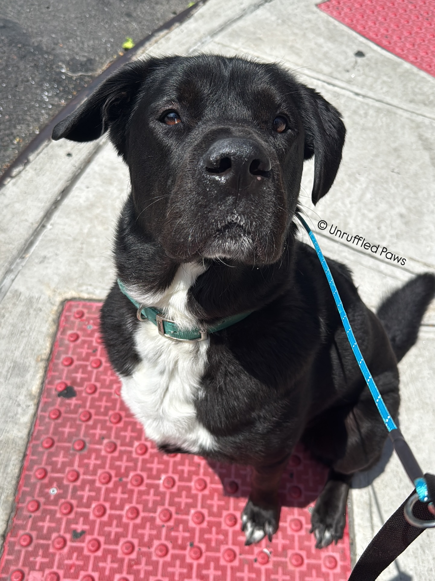 Tubs and I are just a couple of city slickers waiting for the light to change on a busy Brooklyn corner—and on this particular day, we were both waiting to see how his big handover session would go. With a history of pretty significant leash reactivity, I’ll admit we were feeling a little apprehensive heading into this new chapter. It was his very first time returning to a brand new apartment with his parents, and we wanted to set him up for success.
I’m proud to say that Tubs absolutely crushed it. During his handover, he confidently demonstrated behavioral retention for his core commands—sit, down, come, heel, and place—and showed incredible growth in his ability to remain neutral when passing other dogs. He even calmly accepted a friendly stranger in his space! Not bad for a pup who used to have some big feelings about the world around him.
Way to go, Tubs—you’ve come so far and we’re cheering you on every step of the way! 🐾💪
#UnruffledPaws #CityDogTraining #BrooklynDogs #BalancedTraining #ReactiveDogRehab #DogTrainingJourney #ProudTrainerMoment #FromReactiveToReliable #StreetSmartPup #LeashReactivity #TrainingSuccess #TTATubs #BoardAndTrain