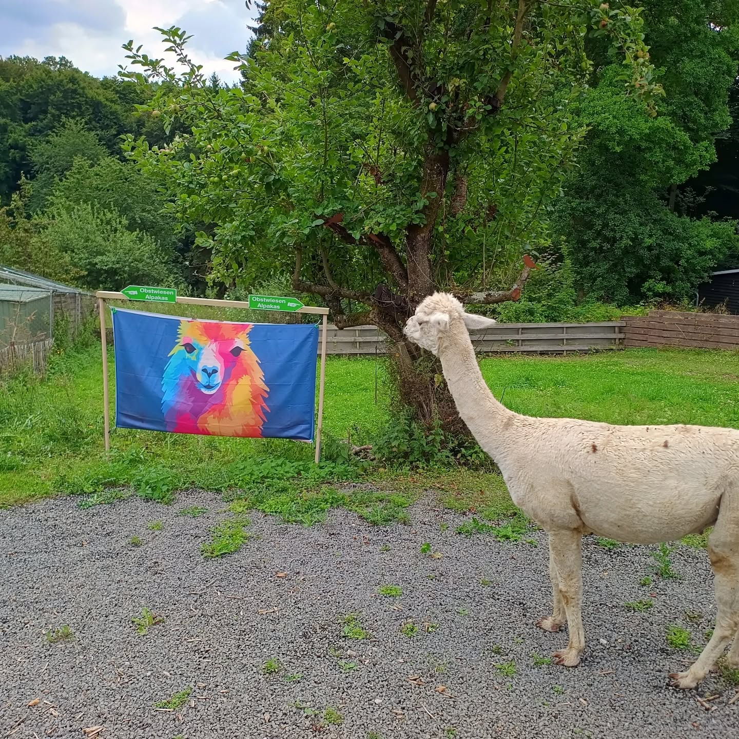 Original und Fälschung bei den @obstwiesen.alpakas ! Schwer auseinander zu halten 😉! 🌈 🦙 Charlie wünscht euch einen entspannten Tag!
#original #fälschung #alpakas #alpacas #badmünstereifel #euskirchen #köln #cologne #bonn #ahrtal #entspannung #holzem #lehtert #effelsberg