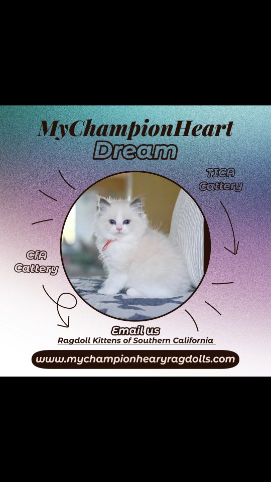 🚫No longer Available 🚫
We decided to name this litter after the Netflix show Sandman! Kitten in picture is so playful and goofy at times. Video to be posted, follow to keep track. His name is Dream. He is a blue bicolor. There are 3 boys (all blue bicolor) and 3 females (all seal bicolor).
Litter was born 06.30.25. Estimated spay/neuter surgery date Sep 20th near or at 16 weeks of age. Ready to go home after healing from surgery.
Currently a waitlist to reserve your spot to pick one of these precious furballs. Families pick in the order they join the list, when kittens about 10weeks old.
Find pre-application questionnaire on my website 🌐 MyChampionHeartRagdolls.com.
Email your completed questionnaire at 📧 MyChampionHeartRagdolls@gmail.com.
We are 📍 located in Southern California.
Kitten's parents:
MyChampionHeart Dumpling & Ch. Diamonddoll Alexander the Great.
#bluebicolorragdollkitten #bluelynxragdollkitten #2025blueragdolls #riveraideragdollbreeder