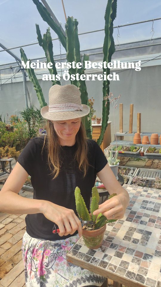 Heute werden die ersten Epiphyllum-Stecklinge für eine Bestellung nach Österreich geschnitten – frischer Start für neue Pflanzenabenteuer!
#epiphyllum #stecklinge #pflanzenliebe #austria #urbanjungle