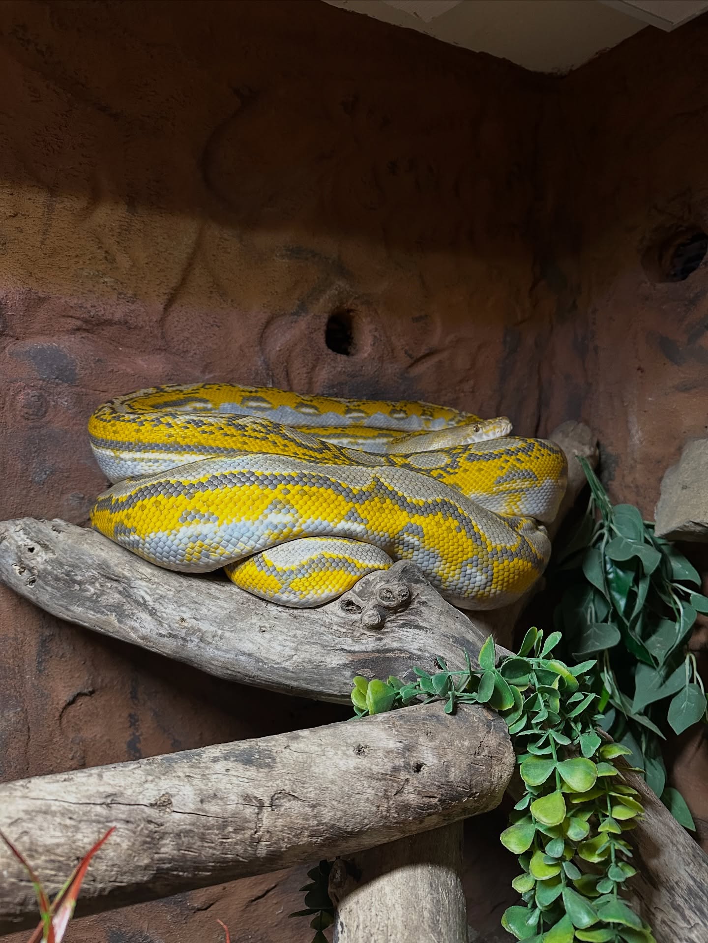 Beautiful Blue Hypo Fire Reticulated Python after a shed!