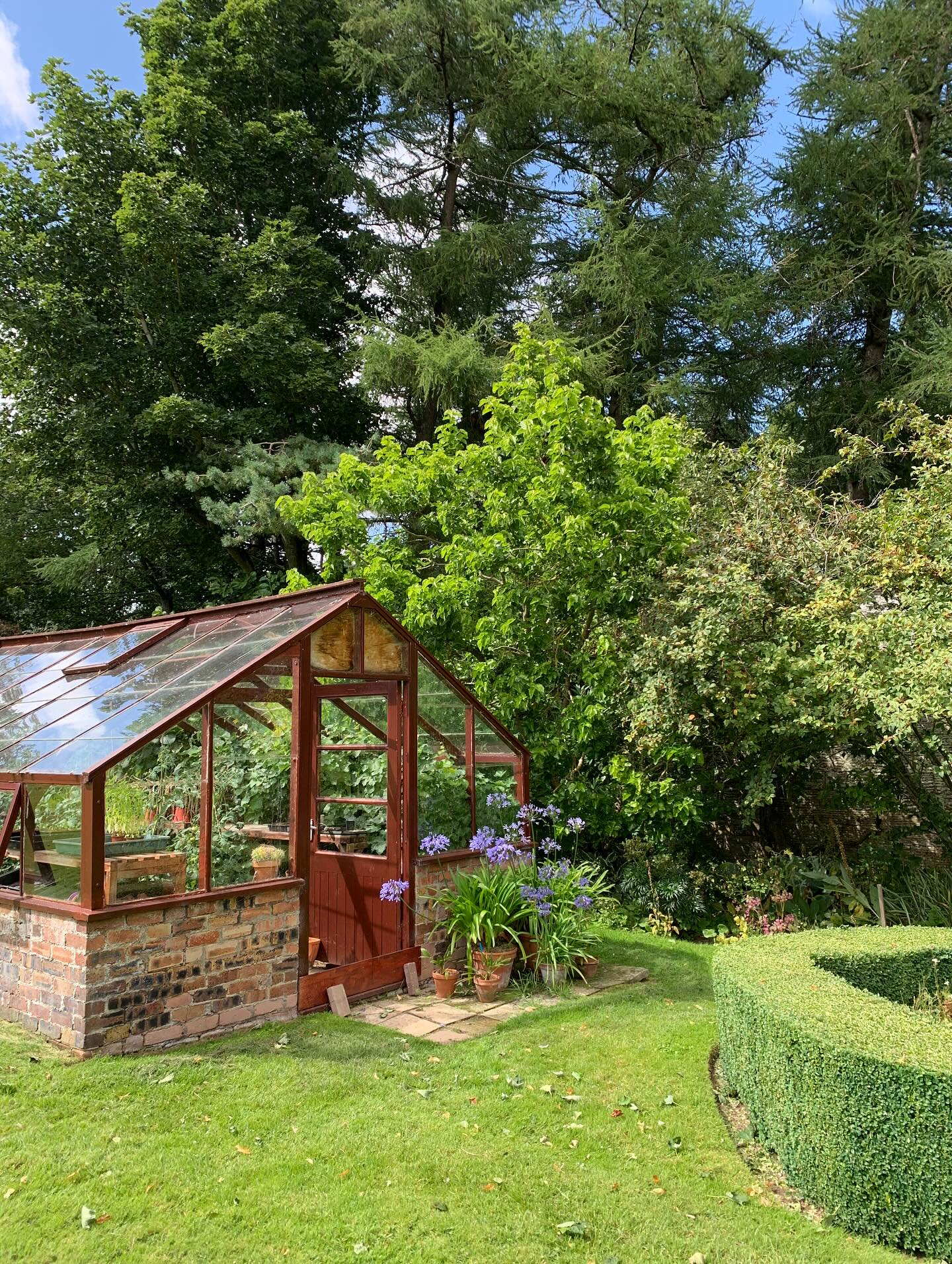 Over by the greenhouse. Happily our old timber greenhouse has made it through another storm unscathed! Inside, the tomatoes are making good progress although still to colour up.
If you’re interested in finding out more about our garden in South-east Scotland, you might like to read our regular blog. You can find the link in our profile bio or visit www.thescottishcountrygarden.com. Check out our latest post ‘Meadow Magic’.
#gardenblog #garden #thescottishcountrygarden #scottishcountrygarden #gardenbloguk #scottishgardenblog #headgardenersblog #countrygardenblog
#gardenblogger #summergarden#scottishgarden #scottishgardener #gardenjournal #scottishgardenjournal #gardendiary #gardenersdiary #oldgarden #walledgarden #oldfashionedgarden #walledgardenblog #gardeninscotland #thegardeninaugust #augustgarden
#gardenwriter #ukgarden #gardensofScotland #gardensofgreatbritain
