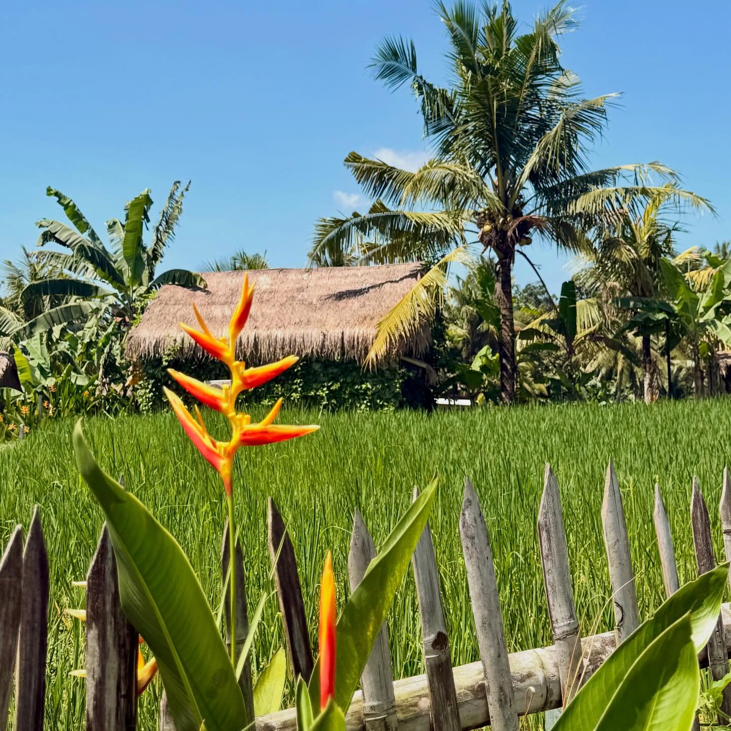 Skipped the tourist terraces and wandered into the rice field version of a deep breath.
🥵 Got sweaty.
🧃 Found juice.
🦆 Got spiritually realigned by ducks.
10/10 would get lost again.
#WhereTheTuk #DuckTherapy #SweetOrangeStateOfMind #RiceNotNice