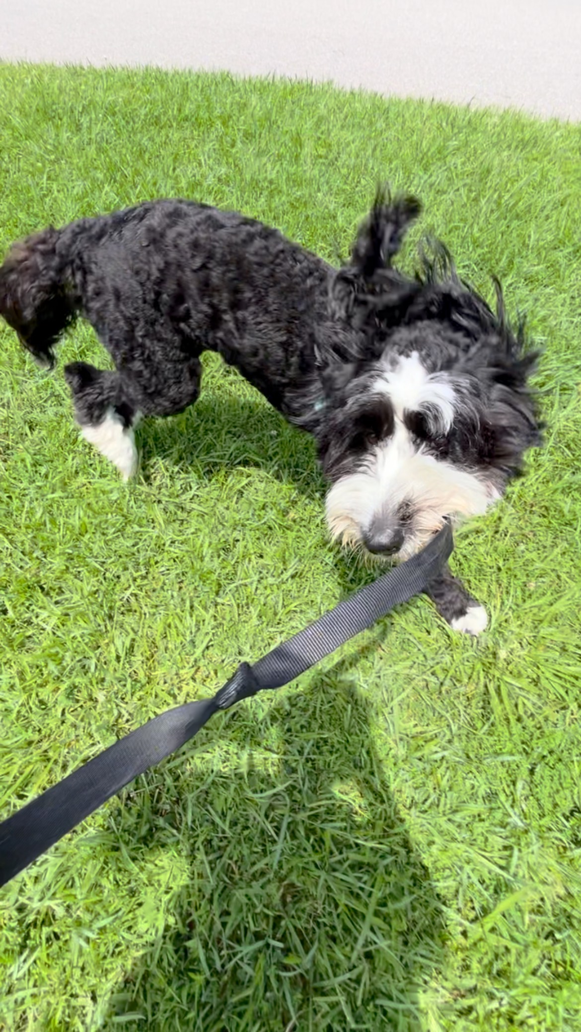 A bouncing bunny named Trixie Rose!
#petsitter #dogsitter #dogwalker #bernesemountaindog #trixie #walks #bunnypuppy