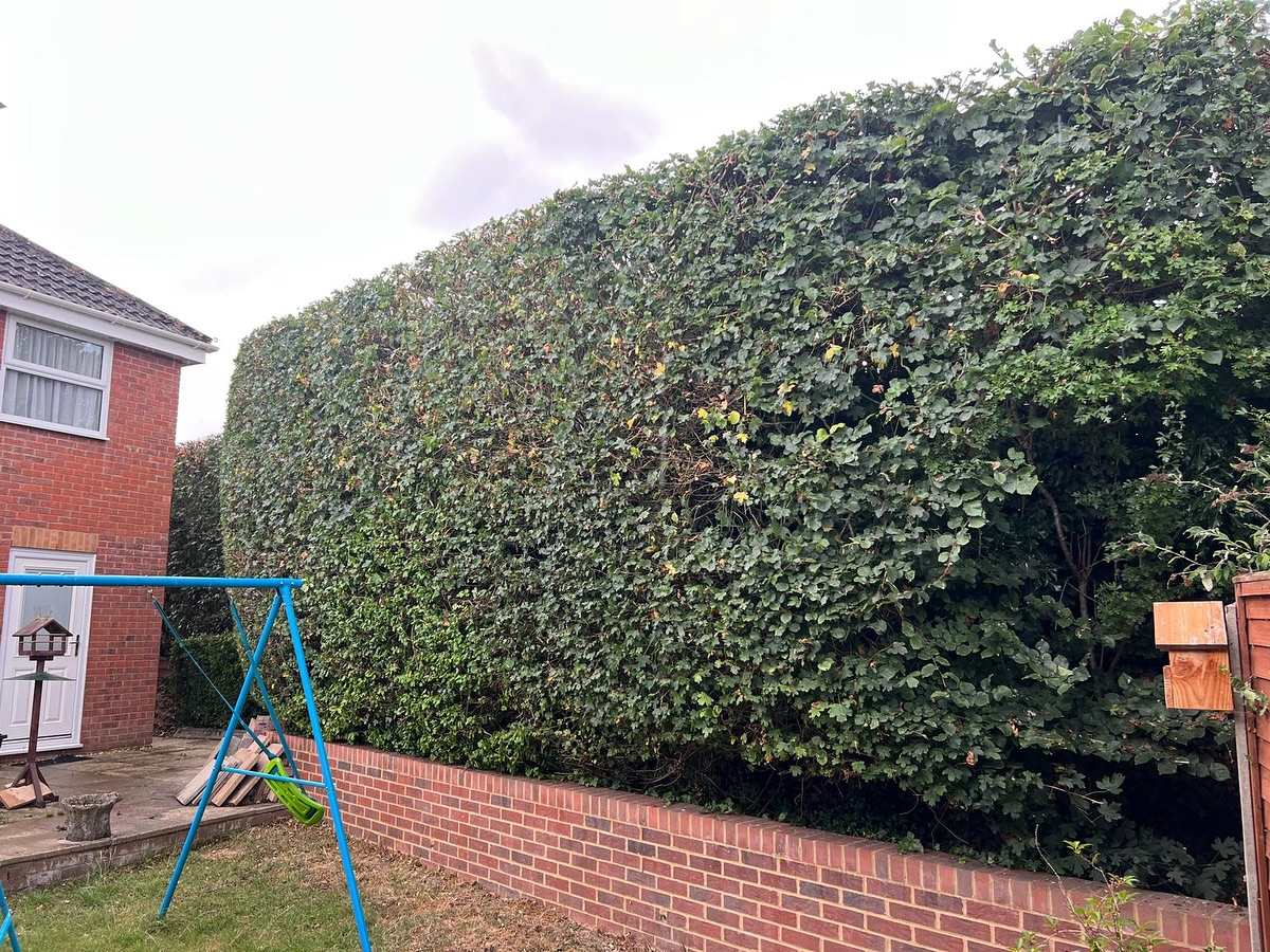 ✂️ Fresh cut, clean lines.
This hedge was due a tidy — now it’s looking sharp, structured, and much more refined.
Straight edges, crisp top, and a proper shape-up that gives the whole space a cleaner look.
✔️ Precision lines
✔️ Neat edges
✔️ Fully refreshed
Whether it’s a small trim or a full transformation, the difference is always worth it.
📍Garden looking a little wild? Drop me a message.
#HedgeCutting #GardenTransformation #CleanLines #BeforeAndAfter #GardeningUK #ProfessionalGardener #TidyGarden #LawnAndHedgeCare #FreshCut #GardenGlowUp