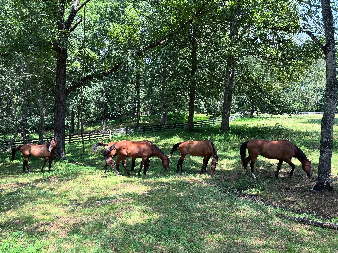 Max #2, Violet, Lexus, Louie, and Olive in the shade 😎.
Summer is flying by. This week we are experiencing a false autumn, August is teasing us with unusually cool and pleasant temps, and I don’t think anyone is complaining. Of course, being August in Virginia, it won’t last long.
#piedmonthorseretirement #horseretirement #horseretirementfarm #livingthegoodlife #livingtheretiredlife #retiredhorsesofinstagram #retiredhorses #horsesofinstagram #horses #horselife #horsecountry #huntcountry #ponies #retiredponies #retiredponiesofinstagram #thoroughbred #thoroughbredsofinstagram #retiredthoroughbred #retiredracehorses #retiredracehorsesofinstagram #landthatilove