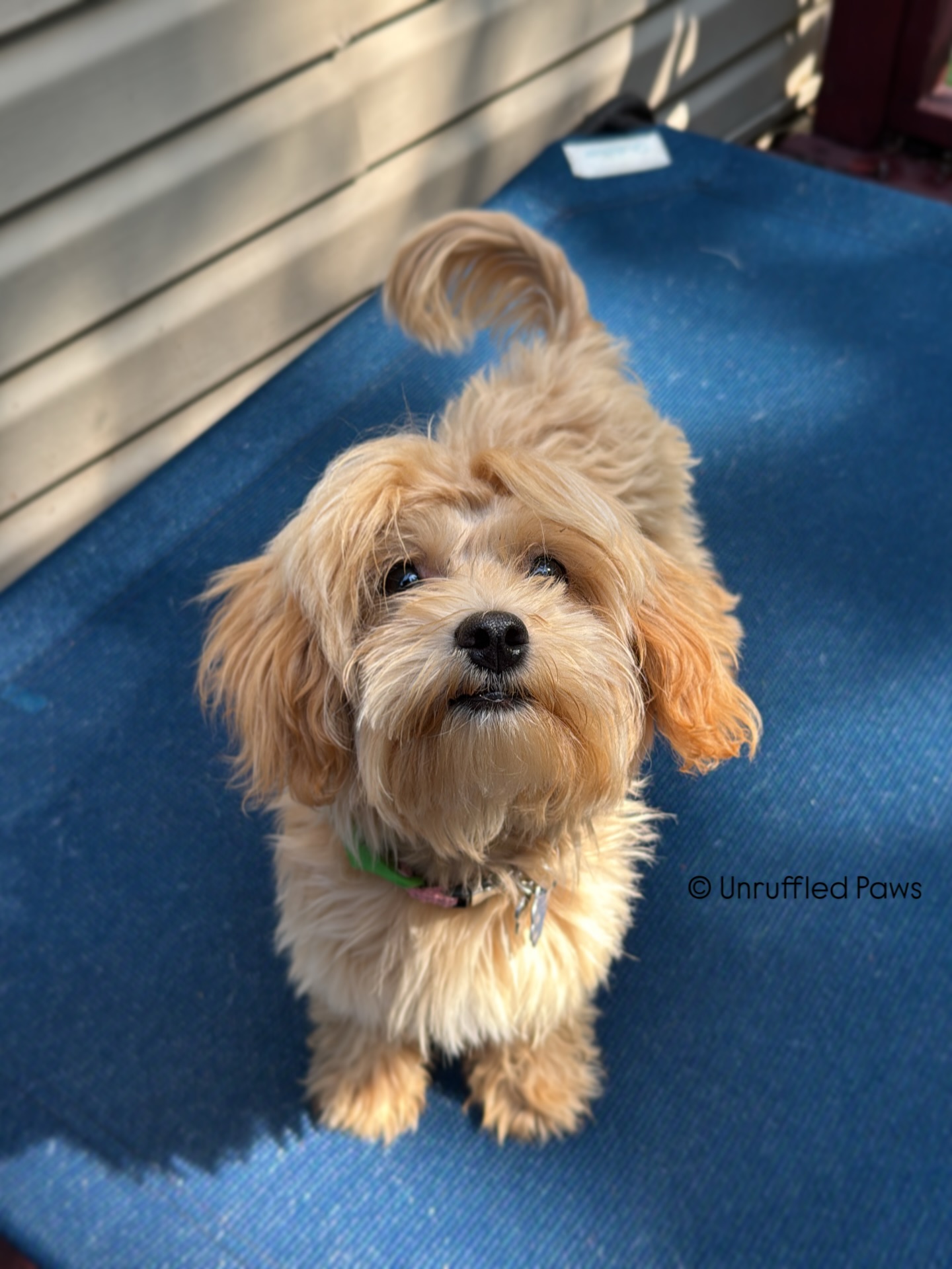 Abbi’s bringing the sunshine today! ☀️ This happy little six-month-old Malti-poo is one half of #TheSlipperSisters and, while her sister can be a bit more anxious, Abbi is all joy, all the time. Today, she was extra excited to work her place command and put in some time reinforcing focus and engagement — two of the most important skills we lay the foundation for early in a board and train program.
Healthy habits don’t just happen — we build them, step by step. 👣🐾
✨ Why do we focus on focus (and engagement!) right away?
• It creates a solid communication channel between dog and handler 🗣️👂
• Helps reduce anxiety and boosts confidence through clear expectations ✅
• Encourages cooperation, even in distracting environments 🏙️🐕
• Builds a strong foundation for all future commands and real-world applications 🎓🐾
• Makes training more fun for everyone — just ask Abbi! 😄🎉
Stay tuned for more training adventures from Abbi and her sister — they’re just getting started and already crushing it! 💪💕
#UnruffledPaws #BoardAndTrain #PlaceCommand #FocusAndEngagement #PuppyTraining #MaltiPoo #TrainingJourney #HappyPup #DogTrainingTips #StructuredSuccess #TrainingWithJoy #SmallDogBigGoals #PawsitiveVibes #WMAAbbi
