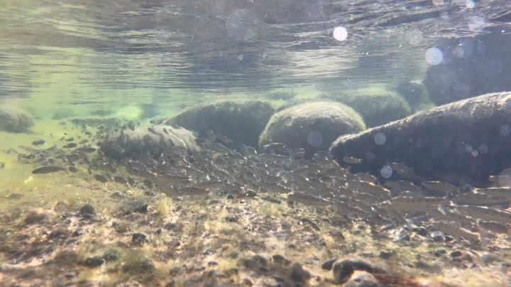 Our field crew is back out in Merritt this year for another round of snorkel surveys in the Nicola watershed! With water temperatures in the last few weeks ranging between 14 and 27 degrees celsius, it’s been eye-opening to see how fish are using different parts of the watershed to manage the heat.
1.+ 2. A small coldwater inflow creates a temperature refuge available to juvenile salmon on the Coldwater, a tributary of the Nicola (aptly named…). Here, hundreds of juvenile salmon, trout and whitefish are crowded in an area that is 6 degrees colder than the surrounding river.
3. If you look closely, you can see a pod of Chinook holding in a temperature refuge on the mainstem of the Nicola River. There is a small spring-fed creek above this area that pulses cold water into where the fish are - an important place where salmon can rest before they continue upriver to spawn.
4. A few Chinook pretending to be trout on the Spius River, which flows into the Nicola.
5. A young research assistant/soon to be Masters student (👀) covers his face to escape the heat of the interior sun… but there is no refuge for him on the river. Yet, he perseveres on with the possibility of respite in the form of a cold beverage post fieldwork…
*No staff harmed in the taking of these photos or during fieldwork 🤠😇
.
.
.
#salmon #temperature #refugia #climatechange #research #nicolavalley #nicolariver #nicola #spius #coldwater