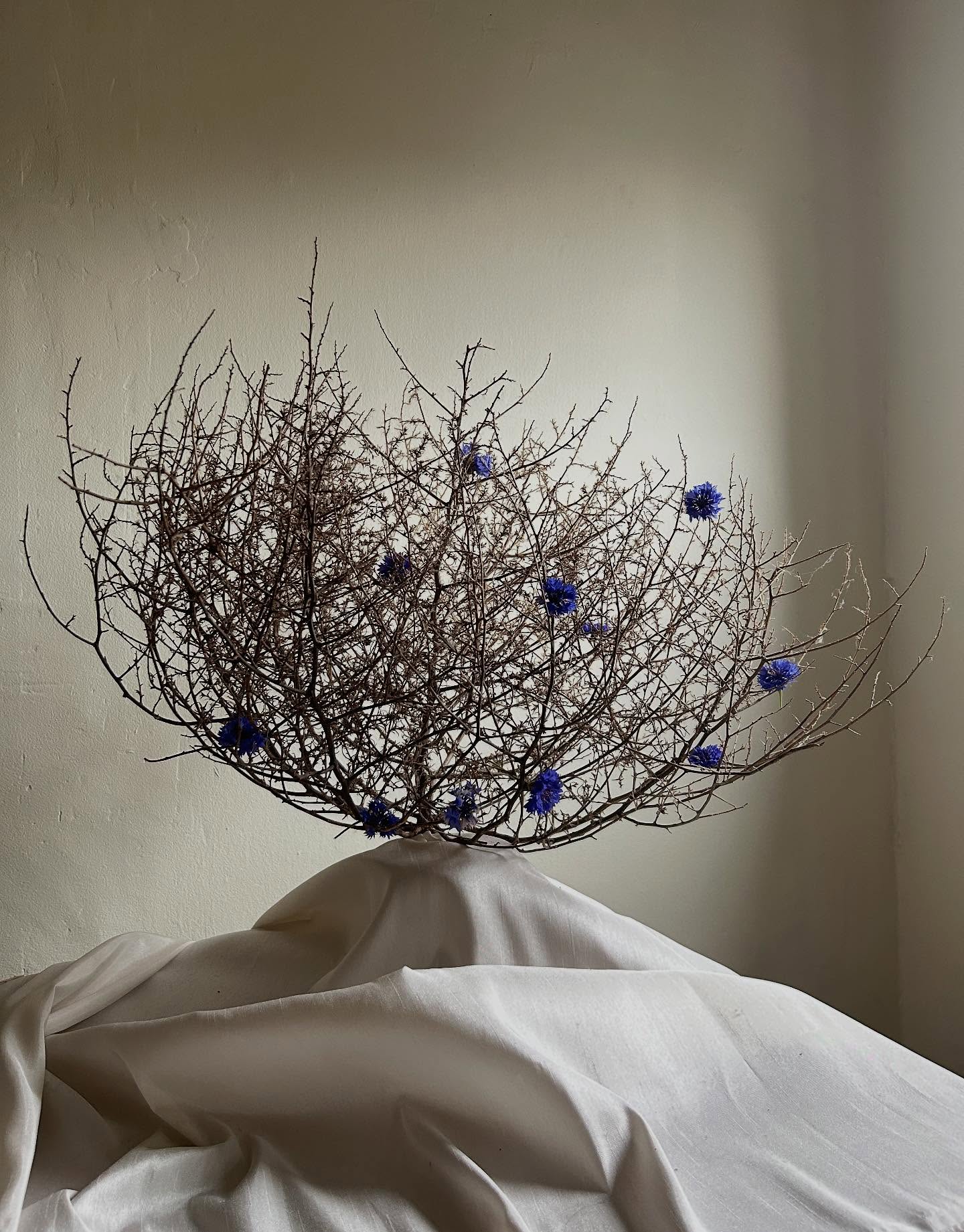 tumbleweed study, 2023 🌪️