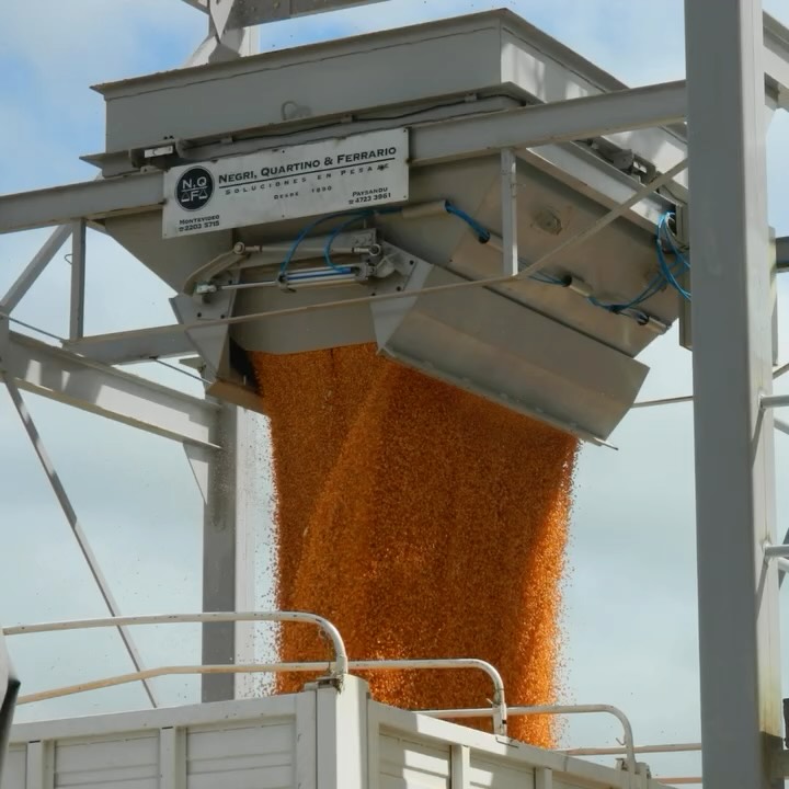 Celebramos 135 años de historia, innovación y compromiso 🎉
Más de un siglo impulsando la industria uruguaya ⚖️