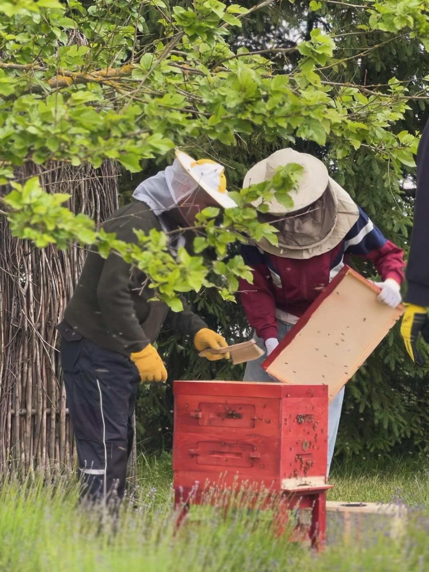 🐝 Būti bitininku – tai rūpintis ne tik savo bitėmis, bet ir visa gamta. Tai kantrybė, pagarba, ir saldus atlygis už darbą..
Su Bitininkų diena! 🍯💛