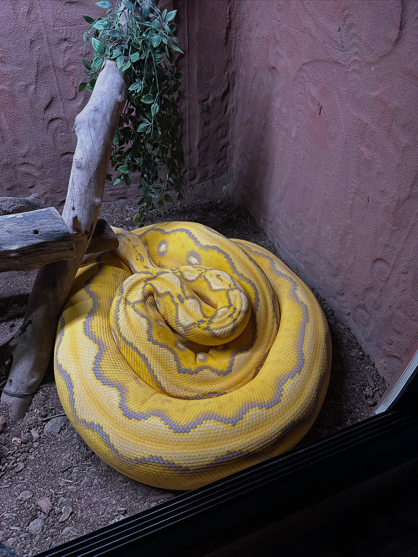 She’s getting close!! Hopefully soon she will breed!! Purple SuperSun Hogs.