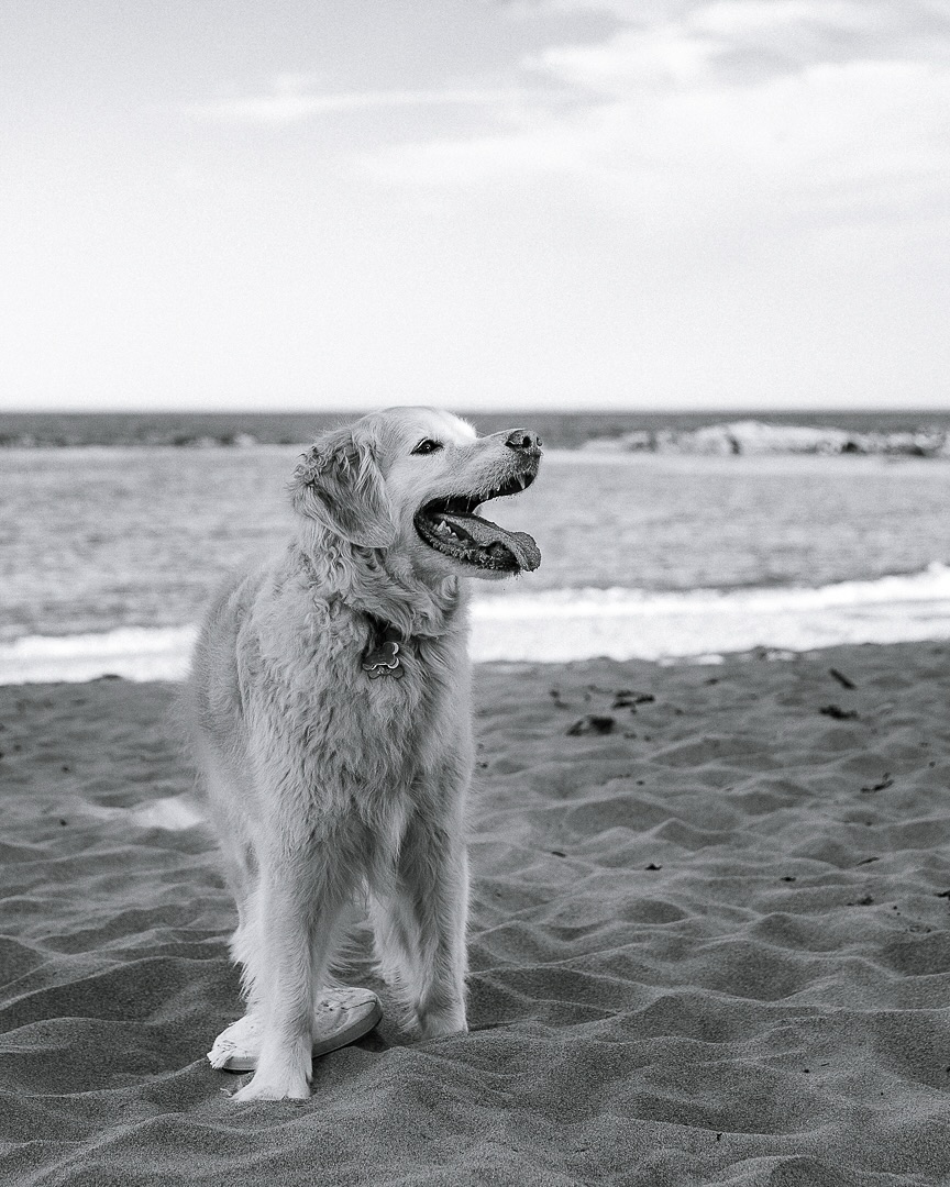 Schooner’s shoot was originally set for a snowy February day… but a storm had other plans. Then spring rain got in the way, twice. But maybe the delays were just leading us here: a stunning beach evening, calm skies, and a photogenic crew who made it all feel effortless. Grateful we waited for this one 🤍
#novascotiaphotographer#nsphotography#petphotography#petphotographer#petportrait#goldenretriever#dogportrait#eastcoast#animals#dogs#adventuredog#photoshoot#lifestylephotographer