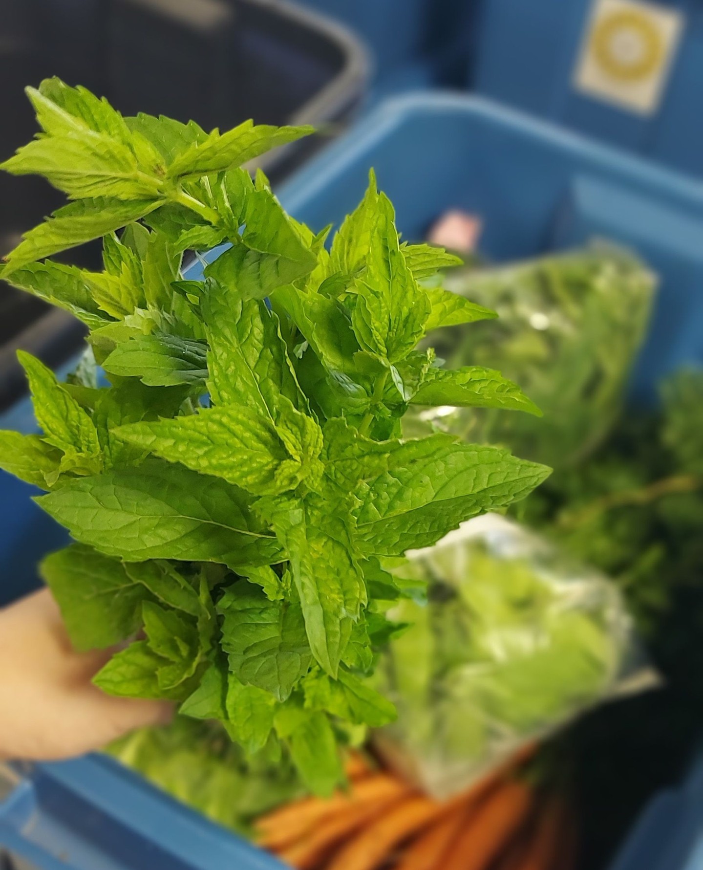 You can get this mint and other fresh herbs from @whatonearthfarms and @herbalhillfarm at www.wfm2go.ca đż Order before Monday 7pmâ
â
â
#wolfvillefarmersmarket #wolfville #annapolisvalley #novascotia #farmersmarket #wfm2go #shoplocal #eatlocal #buylocal #supportlocal #freshproduce #community
