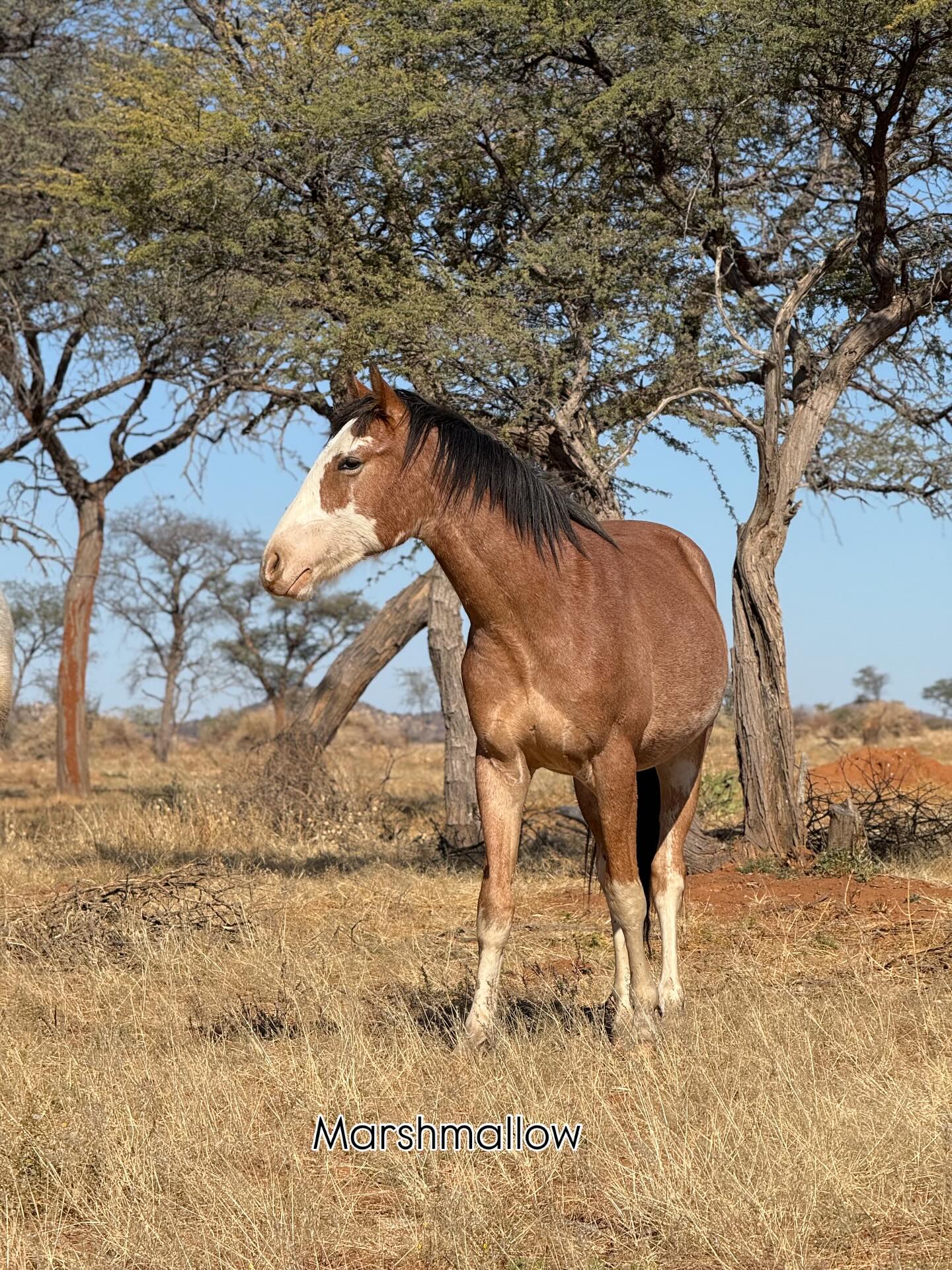 Just a few photos of our horses enjoying their life.
#horselife #horsefreedom #horsesnamibia #happyhorses #horselove