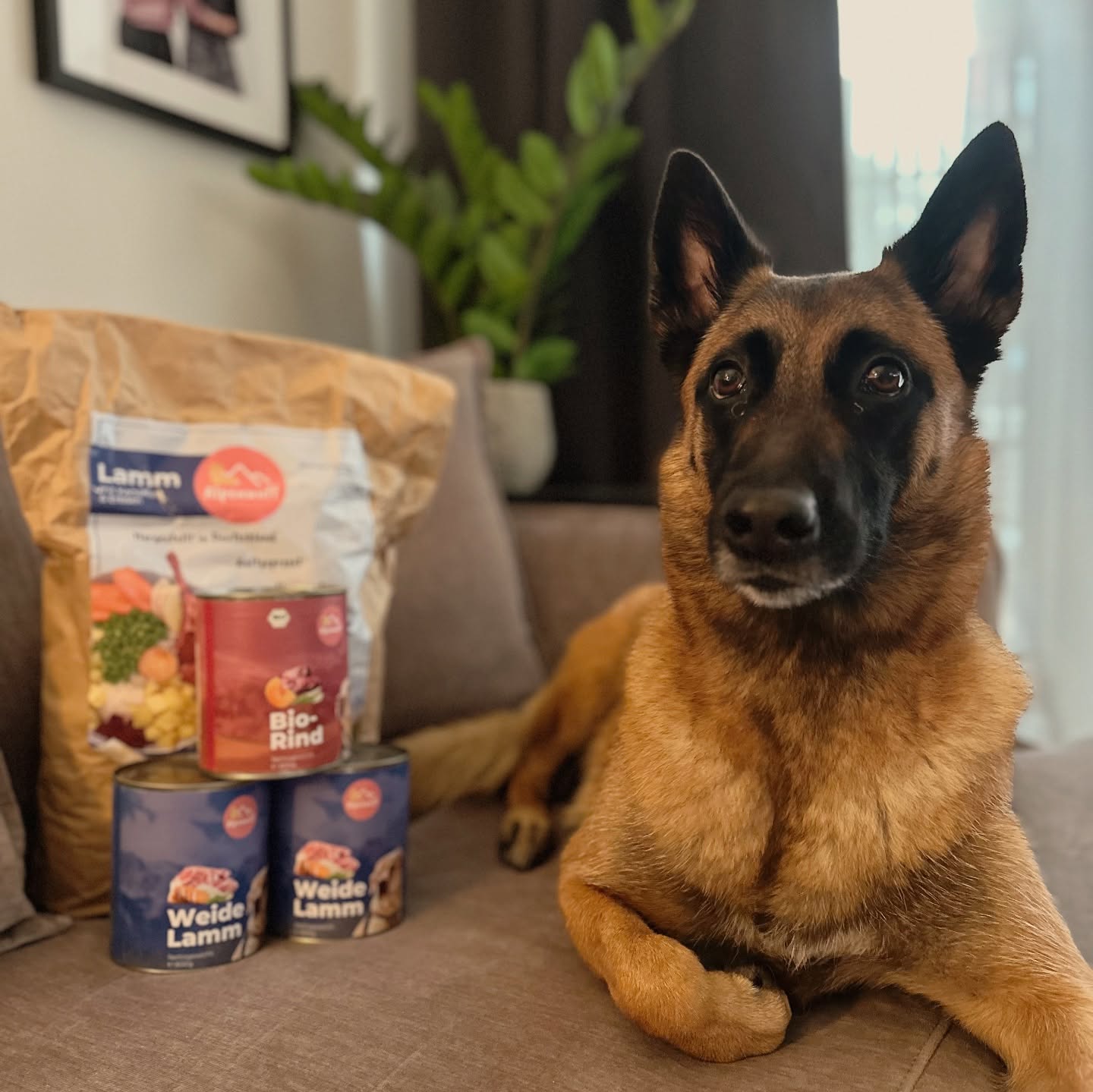 Das richtige Hundefutter zu finden kann mühsam, nervenaufreibend und auch teuer sein. 🫠
Wir sprechen da aus Erfahrung. 😂
Dank dem Team von @alpenwuff haben wir Futter gefunden, welches unserer Mali dauerhaft schmeckt! 🙏
Falls ihr das Futter von Alpenwuff auch testen möchtet, dann könnt ihr mit unserem Code: JustHelp - 10% auf eure erste Bestellung sparen. 🐶
#justhelpberlin #hundeschule #dogschool #hundetraining #dogtraining #hundefutter #alpenwuff #malinois #mali #malinoisofinstagram #malinoislovers #code #rabattcode #füttermich #machmeinennapfvoll