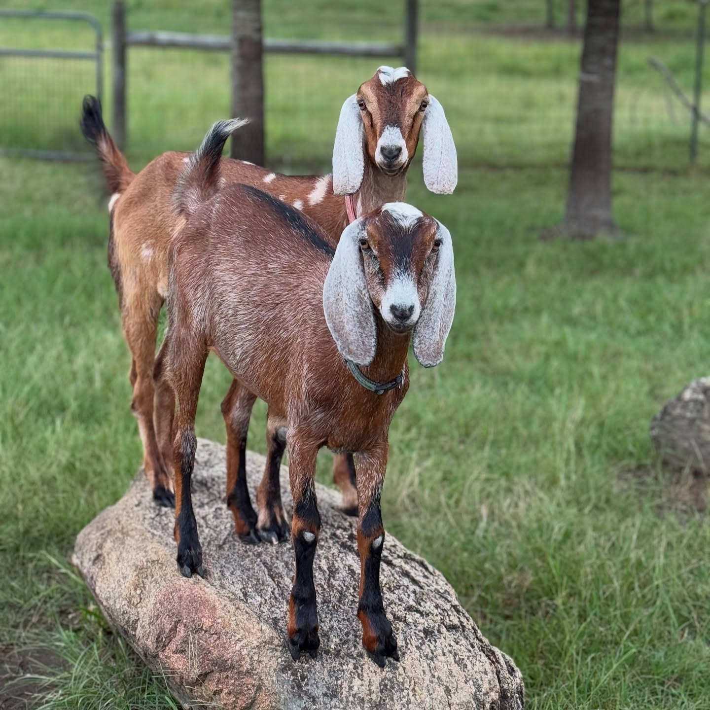 Holly snd Hope. I adore these girls!! I cant wait for Spring babies, to see these two as mamas, and have delicious goat milk again!!
#farmlife #nubiangoats #dairygoats #goatlife #adga