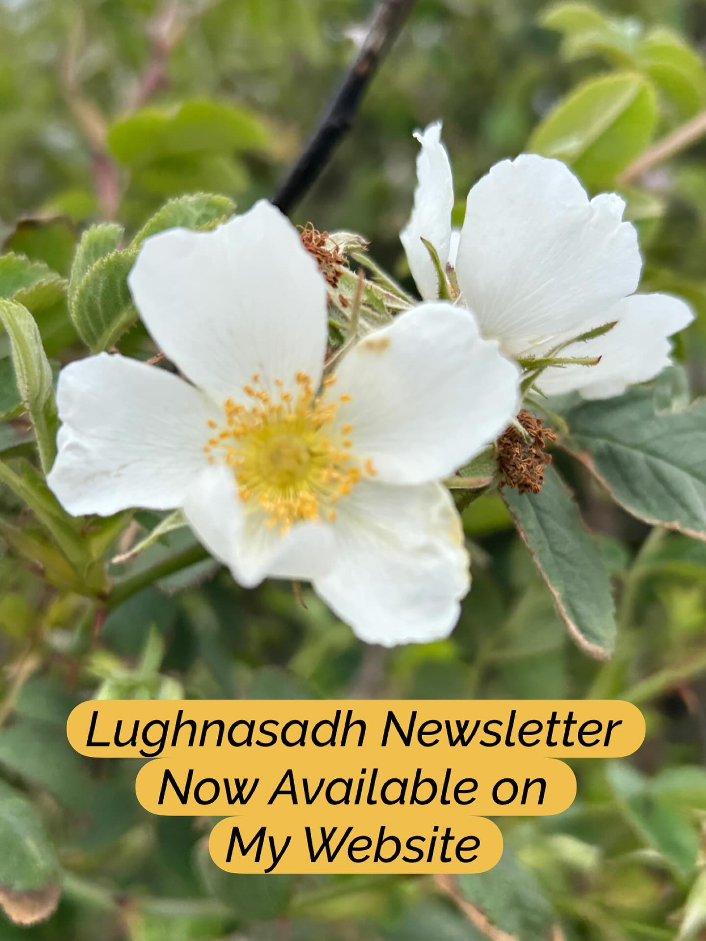 šøInterested in Nature and Wellbeing? Well you may enjoy my Lughnasadh Newsletter.
 āļø Itās packed full of Nature based workshops and interesting resources, feel free to have a browse with your cuppa over the weekend.
You can open the pdf from the home page of my website in Linktree Joanne Hanrahan .ie 
Also Subscribe to my newsletter to..
š§ Have my Newsletter directly to your inbox every season
š» Attend my free online āNature Network Cafeā
šæ Be the first to hear about my workshop offerings
āļøHave a great weekend!