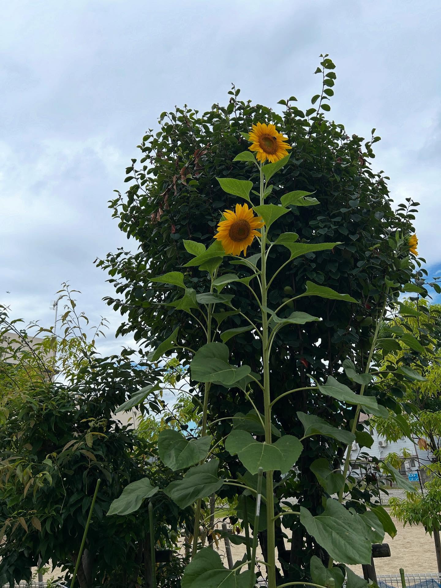 大きくひまわりの花を咲かせてくれて、種の収穫まで!この種が来年も、ひまわりの花が咲いてくれたら嬉しいです!
#わくわく保育園 #尼崎市 #保育園 #ひまわり #ひまわりの種 #卒園児からのプレゼント