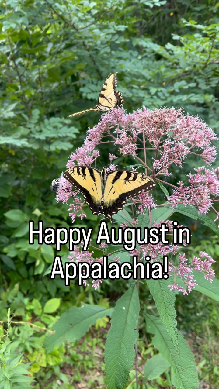 The Splendor of Mid-Summer in West Virginia!
#DYK August in West Virginia is a season of abundance, and one of the most striking sights you’ll see along meadows and riverbanks is the tall, pinkish purple clusters of Joe Pye Weed, a native wildflower that can grow up to 7 feet tall.
Not only is Joe Pye Weed beautiful, but it’s also essential to our ecosystem. Its nectar-rich blooms attract a wide variety of pollinators, including the elegant Eastern Tiger Swallowtail Butterfly. Watching these bright yellow-and-black wings fluttering among the flowers is a true mid-summer delight!
Native species like Joe Pye Weed play a vital role in supporting local wildlife. By blooming in late summer, they provide food when other flowers are fading, keeping butterflies, bees, and other pollinators thriving during the hottest months.
So, as you explore Summers County this August, keep an eye out for these native treasures. They’re more than just beautiful, they’re part of the heartbeat of our Appalachian landscape.
#joepyeweed #swallowtail #wvnature #butterflies #DidYouKnow #exploremore #nativeplants #exploresummerscounty