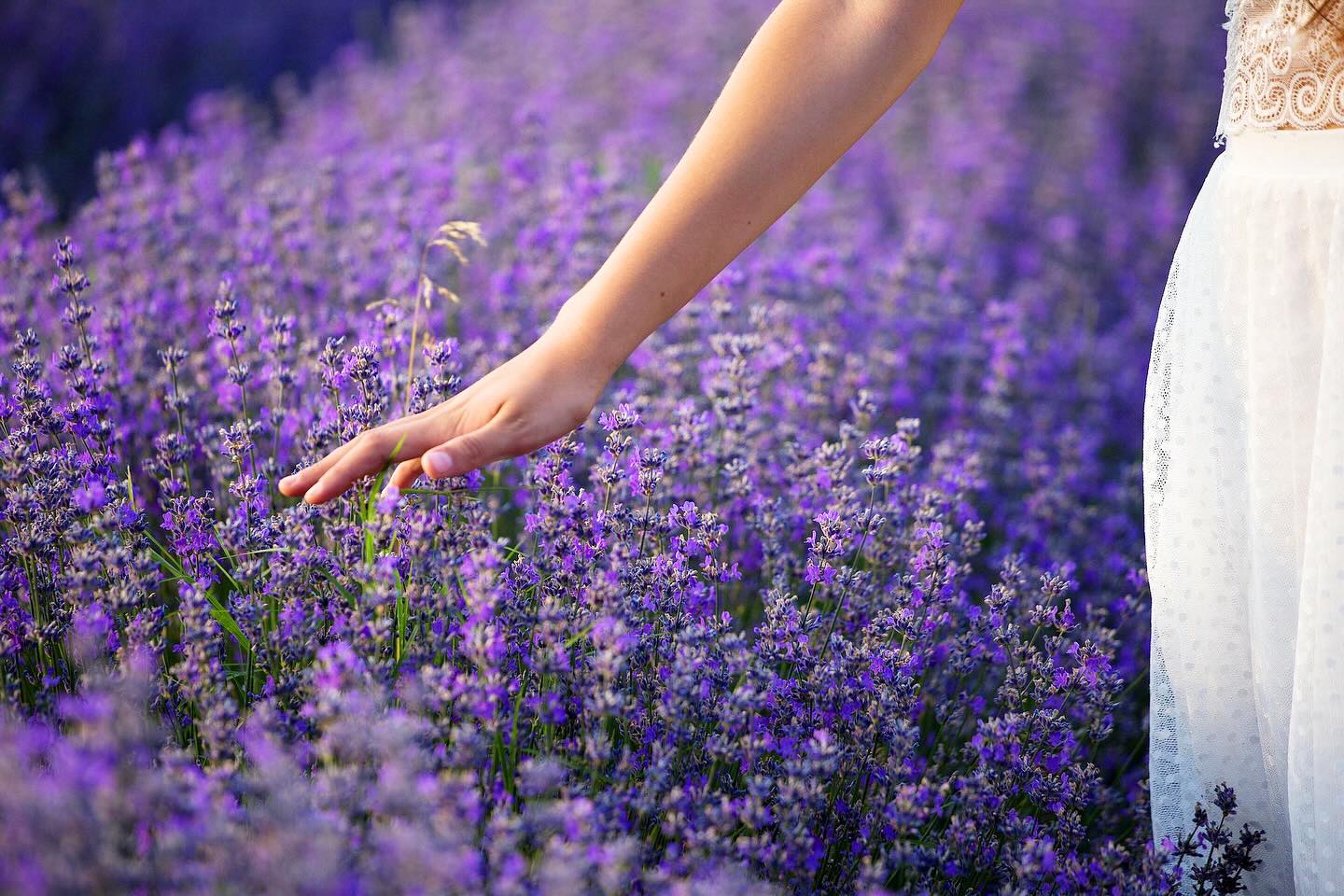 Mood of the Day: Champs de Lavande. Just you, the breeze, and an endless violet horizon 💜 #lavenderfields 
#provencesummer