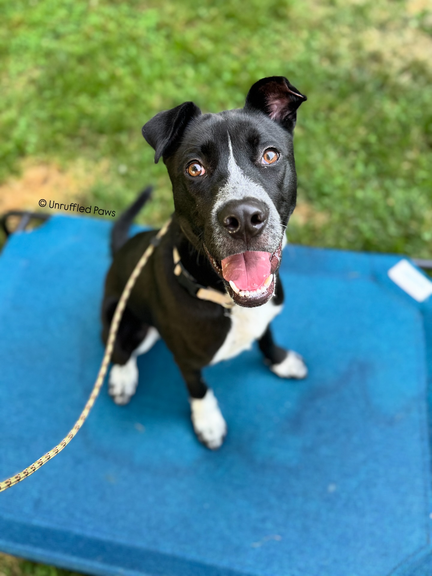 Blitz is all smiles these days—and for good reason! 🎉 This handsome guy just wrapped up his 3-week basic board and train program, and while a little extra time wouldn’t have hurt, we’re so proud of the progress he made in such a short period. His focus and engagement have come a long way, and it’s been such a joy watching his confidence grow with each session. Way to go, Blitz! 💪🐾
#UnruffledPaws #BoardAndTrain #TrainingSuccess #HappyDogHappyLife #DogTrainingJourney #HandsomePup #FocusedAndFabulous #GoodBoyBlitz #WMABlitz