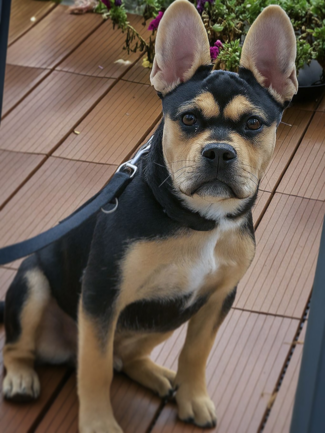 Messi 🥹❤️⚽️
Wunderschöner #Nachzuchtrüde in der Farbe Black Tan. 🖤
Ganz lange Rute, schöne Schnauze, offene Nasenlöcher, sportlicher Körperbau. So muss das sein! 🙏
Ein Traumjunge. 🥹🥰
#alphabully #retrofrenchie #huskyfrenchie #sportlichebulldogge #französischebulldoggen #bulldoggswithnoses #bullymitnase #healthyfrenchie #frenchiesofinstagram #sportlichefrenchies #nasenbär #französischebulldogge #französischebulldoggedeutschland #französischebulldoggeschweiz #bullysmitnase #frenchiebreeder #bulldoggezüchter
