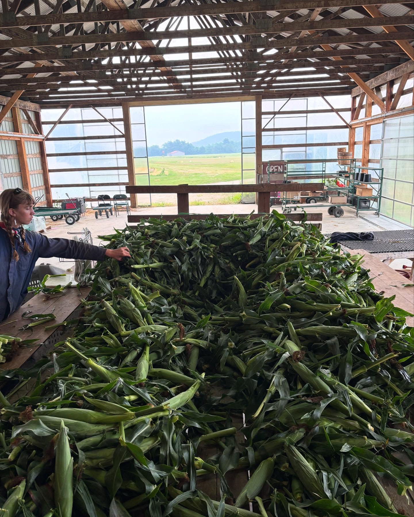 Sweet Corn is in! The season many of you have been waiting for.
We just started picking on Monday August 4th!
Picked fresh daily!
:
#sweetcorn #longviewfarmstand #nhfarming #eatwiththeseasons