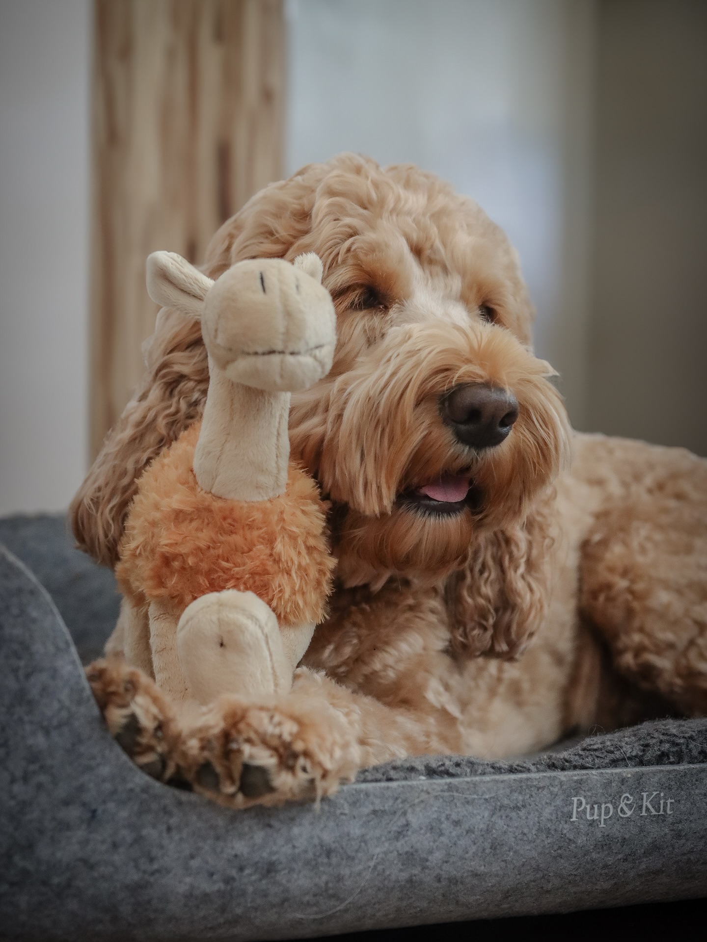 When your BFF matches your vibe perfectly 🐫🧸🍁
Crumble & Cyril – partners in nap time, mischief, and looking ridiculously adorable 🤎
Sorry Tuffy, Sansa and Bingley. Cyril has now taken the top spot!
@borderlovesuk Makes the best and most ridiculous cute toys that both Chester and Crumble really take comfort from!
Use code C&C15 to save if you’d like your very own Cyril! 🐫