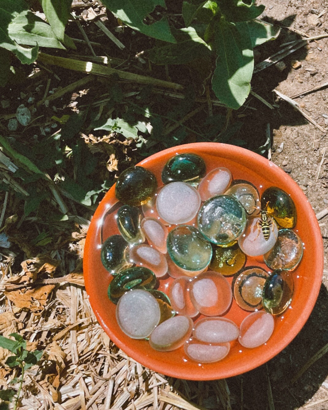 It’s another HOT week y’all!! Please keep yourself and your community hydrated 💧 We made these pollinator bath last week and are so happy that the pollinators can get a water break during all this intense heat. If you’re curious on how to make these pollinators bath, please follow and head to our friend @lola.severina to learn how to DIY! 🐝 Often times, these pollinator baths work better when they are put out in the beginning of the growing season so the pollinators could establish their water source BUT in places like Globeville where there is little access to water for people, plants and pollinators, these pollinator baths (and community fridges) are great to put out at anytime in the summer to keep our community hydrated.
Here’s some other ways we can practice mutual aid, regarding water:
• Ask your favorite coffee shop & local business and ask them to provide free water/ creating outdoor water stations
• Keep cool drinks in front of your place for delivery drivers
• Stock your local community fridges with drinks and popsicles @denvercommunityfridges
• Make a map of places to cool down and water stations in your neighborhood
• Collect + distribute reusable water bottles
• Carry frozen/ cold water and drinks in your car
• DIY and maintain pollinator and bird baths
• Create and share herbal blends of hydration for community
• Learn about and act on AI and data centers use of water consumption and it’s detrimental impact on surrounding community and environment
•Advocate and support local and global water protectors across the world!
From Globeville to Flint Michigan to Gaza, Sudan, Congo and all across the world, we all deserve access to free and clean water! But water is more than a human right— water is Life itself. And there’s so many ways we can help hydrate and take care of each other and our water so let us know how you are down in the comments 🤗
ID in comment