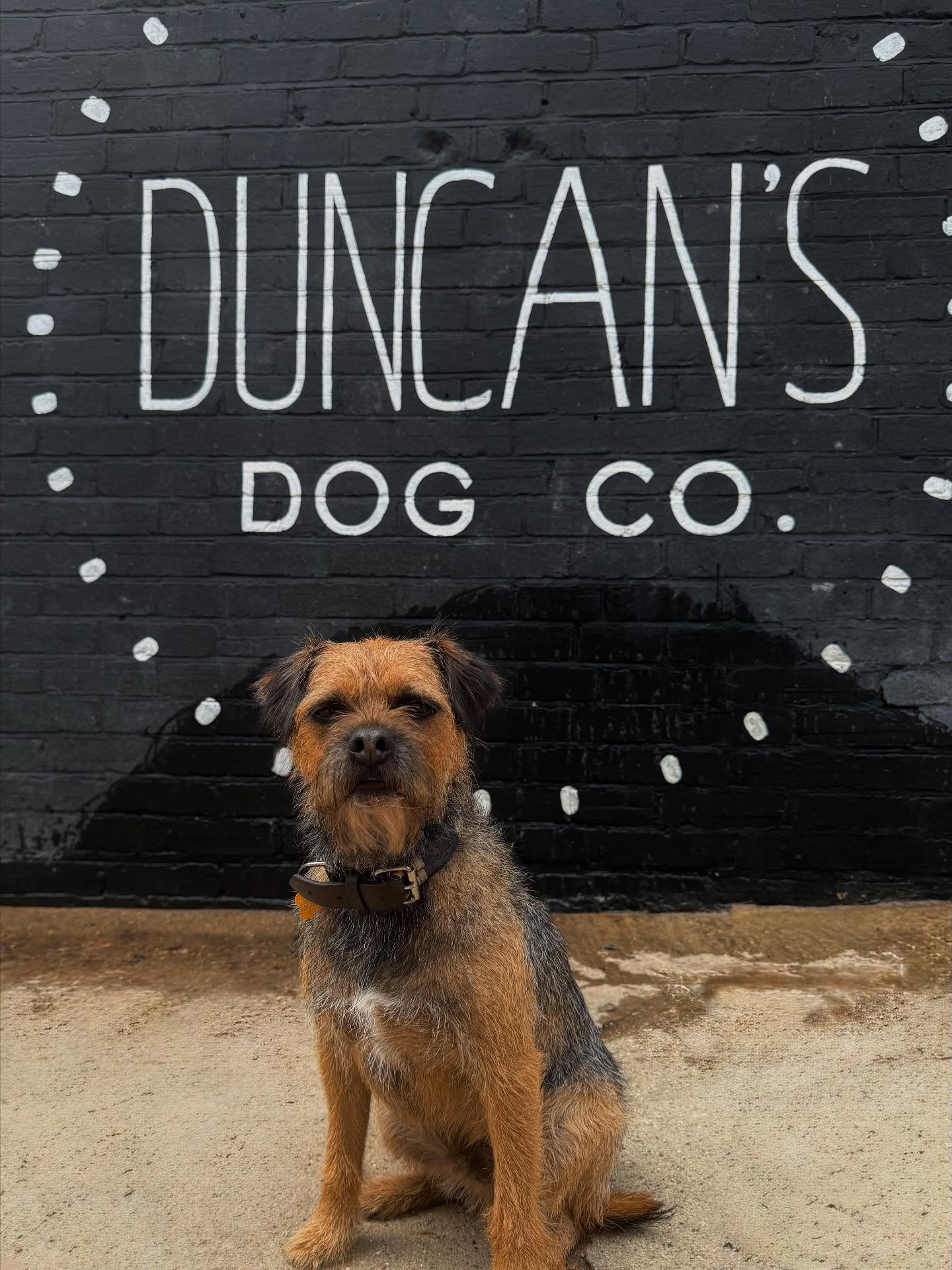 Today we said farewell to our gorgeous boy Puffin as him and his family embark on a new adventure 🏠Puffin will be missed by all his human and canine friends here as he’s been a big part of our family 🤎🐶 We wish you all the best for the future, love from the Duncan family 🐶