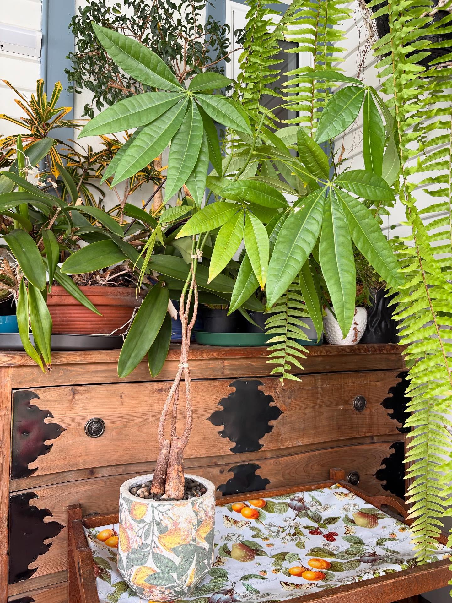 Some plants have good feng shui and the money tree (Pachira aquatica) is one of them. It’s said to bring positive energy and prosperity into your home. Grows in bright indirect sunlight and likes to dry out a little between watering. I’m having some fun braiding the trunks of my money tree