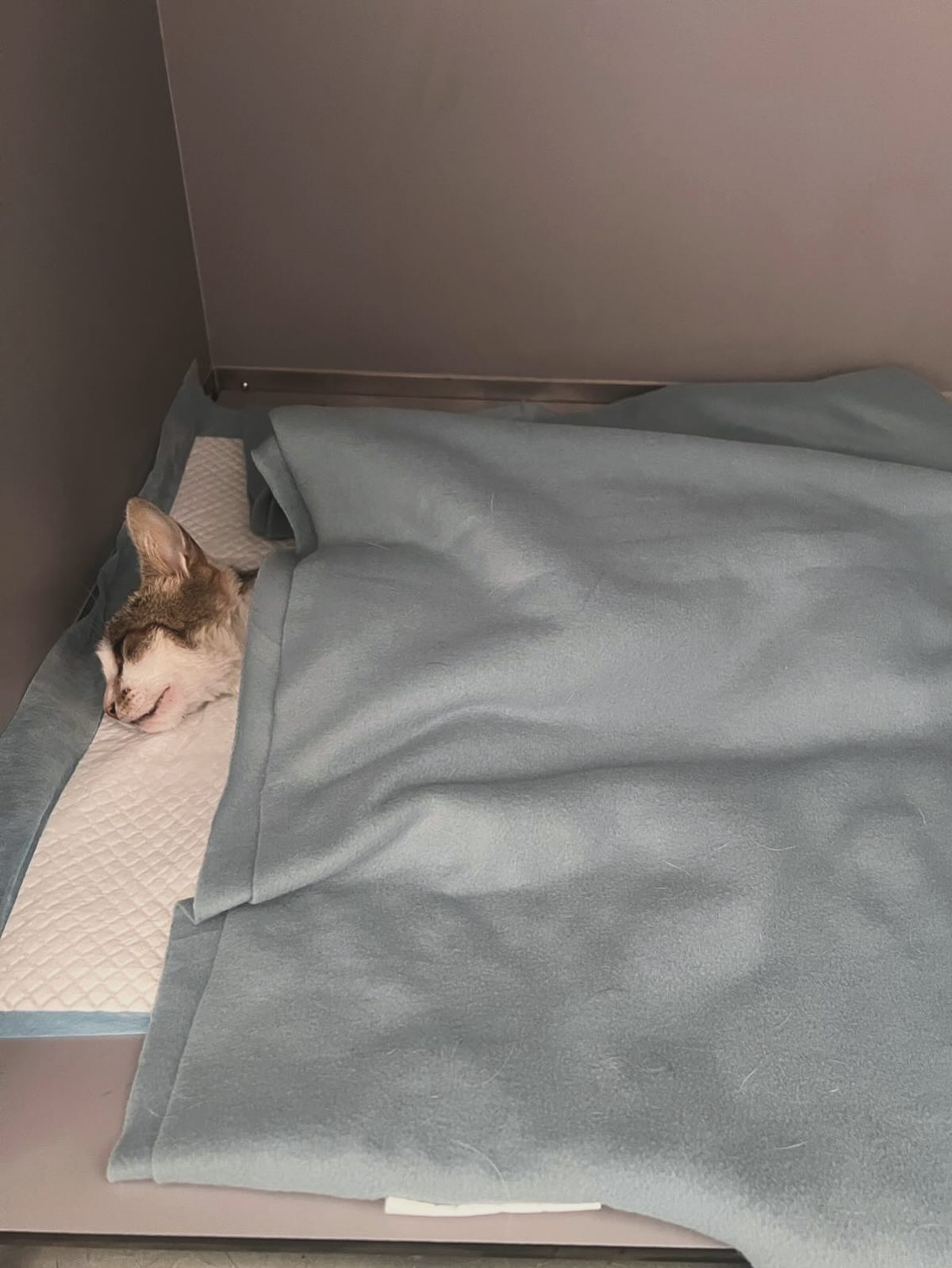 ⚠️ PIOMETRA EN GATES ⚠️ - Avis de contingut sensible!
Hui vos conte la història de esta gateta. Va arribar a la clínica perquè no estaba bé. Després de explorar-la vam trobar que tenia el abdomen abultat i ni havia una secreció vulvar. Es va decidir fer una ecografia i es va confirmar el que es sospitava. La gateta tenia una infecció a la matriu, el que es coneix com a Piometra.
La piometra es dona quan la matriu de una gossa o de una gata es va plenant poc a poc amb un contigut purulent. És una urgència veterinària, ja que si no es soluciona ràpidament pot provocar la mort de les nostres mascotes. I de vegades podem arribar ja massa tard i inclús operant, pot faltar el animal 😔
En la segona foto podeu vorer el tipo de contingut que ix de la matriu. Es bàsicament pus mesclat amb un poc de sang.
Ara a esperar a que es recupere poquet a poquet 🩵💉
Si tot va bé, s’espera una recuperació completa. Recordeu que estes coses es poden previndrer facilment esterilitzant als animals. 👩🏻⚕️